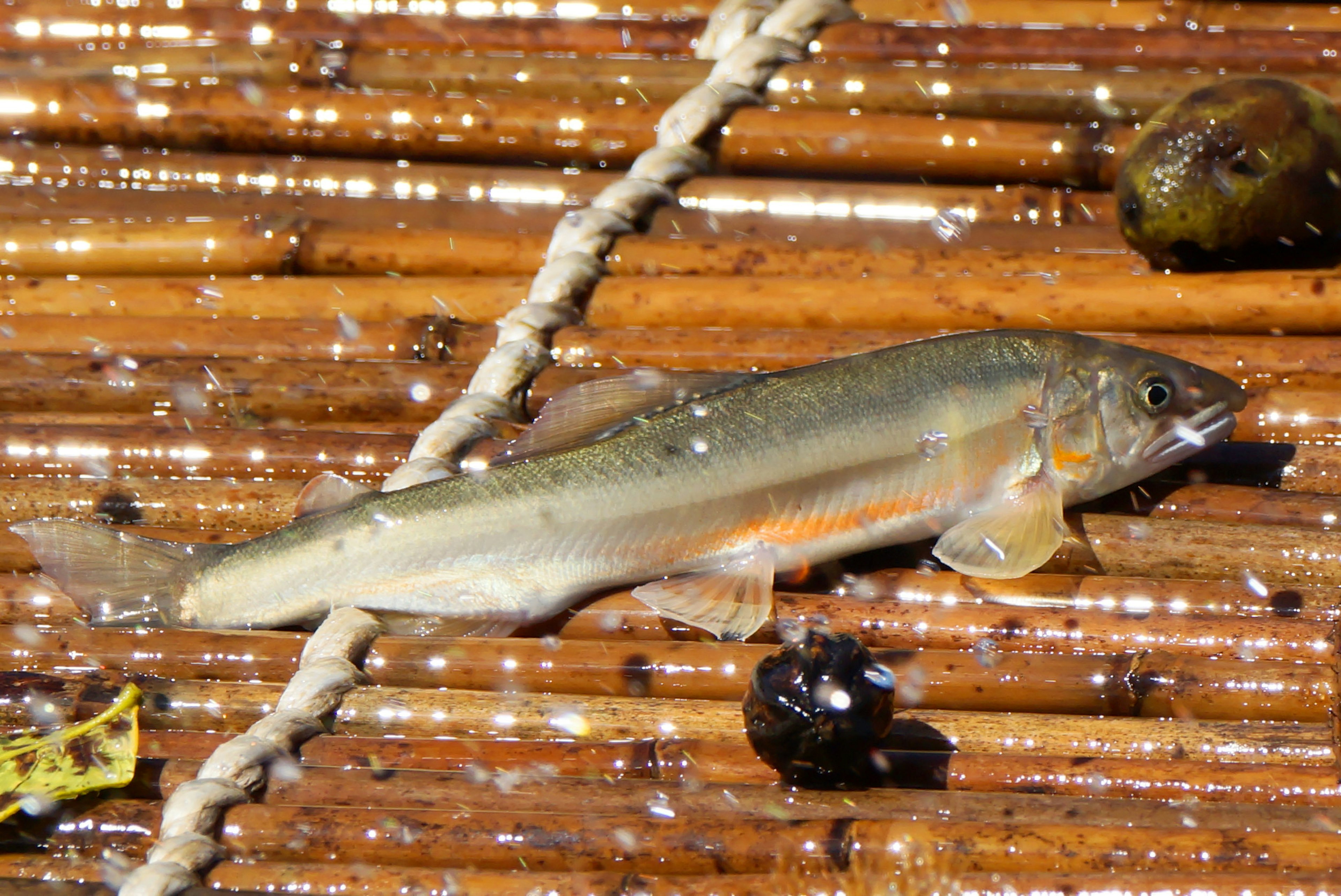 Fish lying on a wooden surface with water droplets