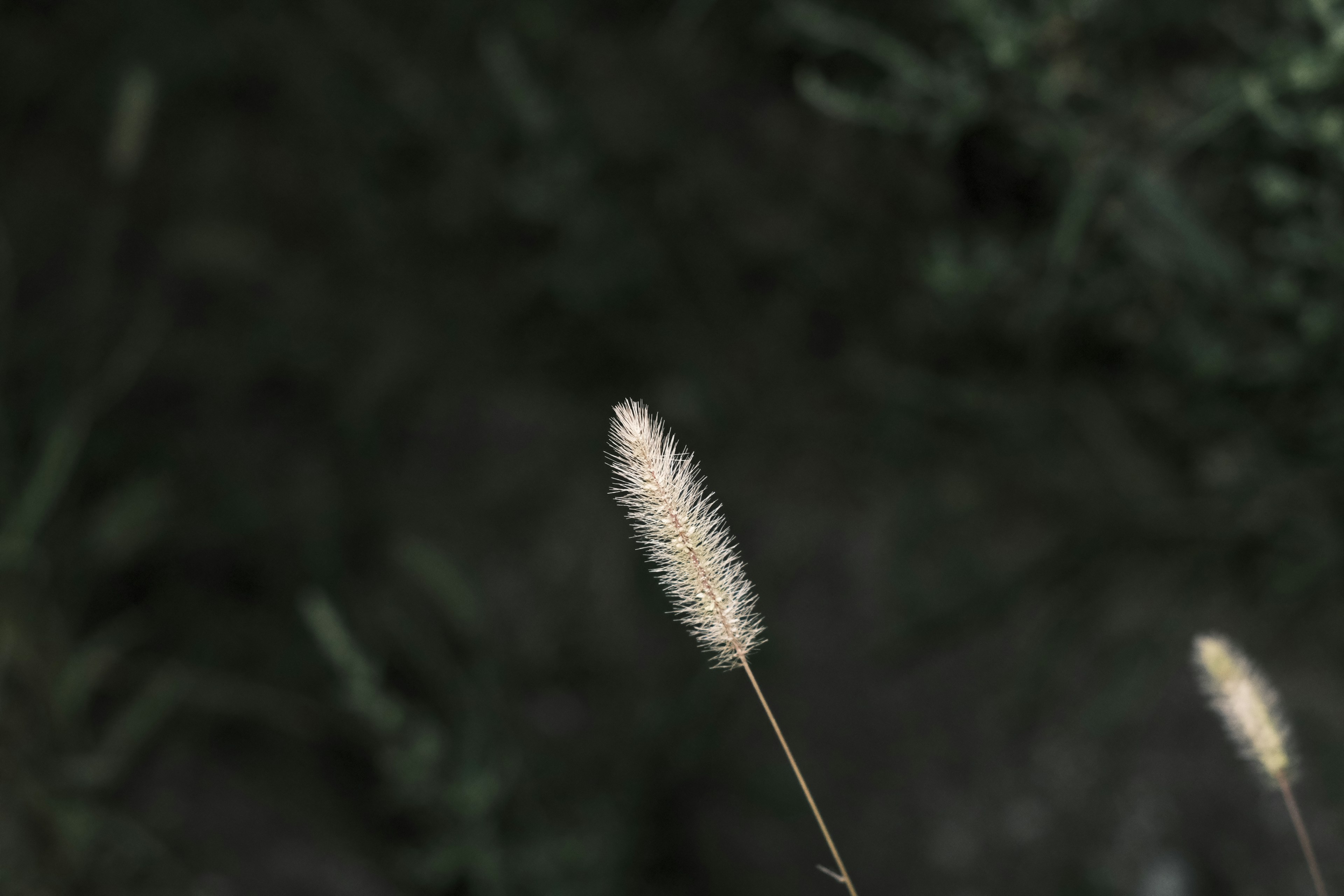 一根细长的草茎顶端有一团蓬松的白色绒毛，背景为深绿色