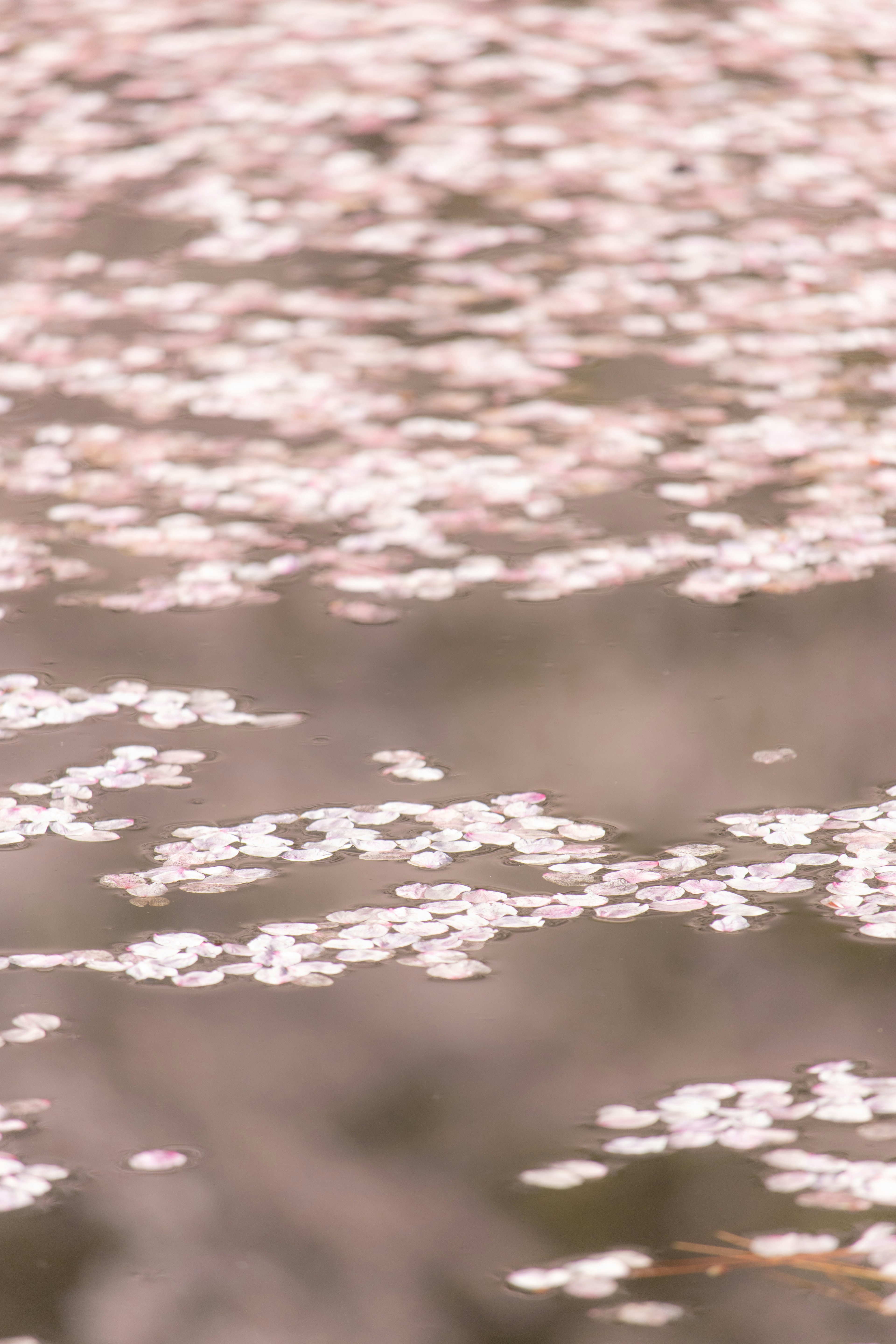 Calm scene of cherry blossom petals scattered on the water's surface