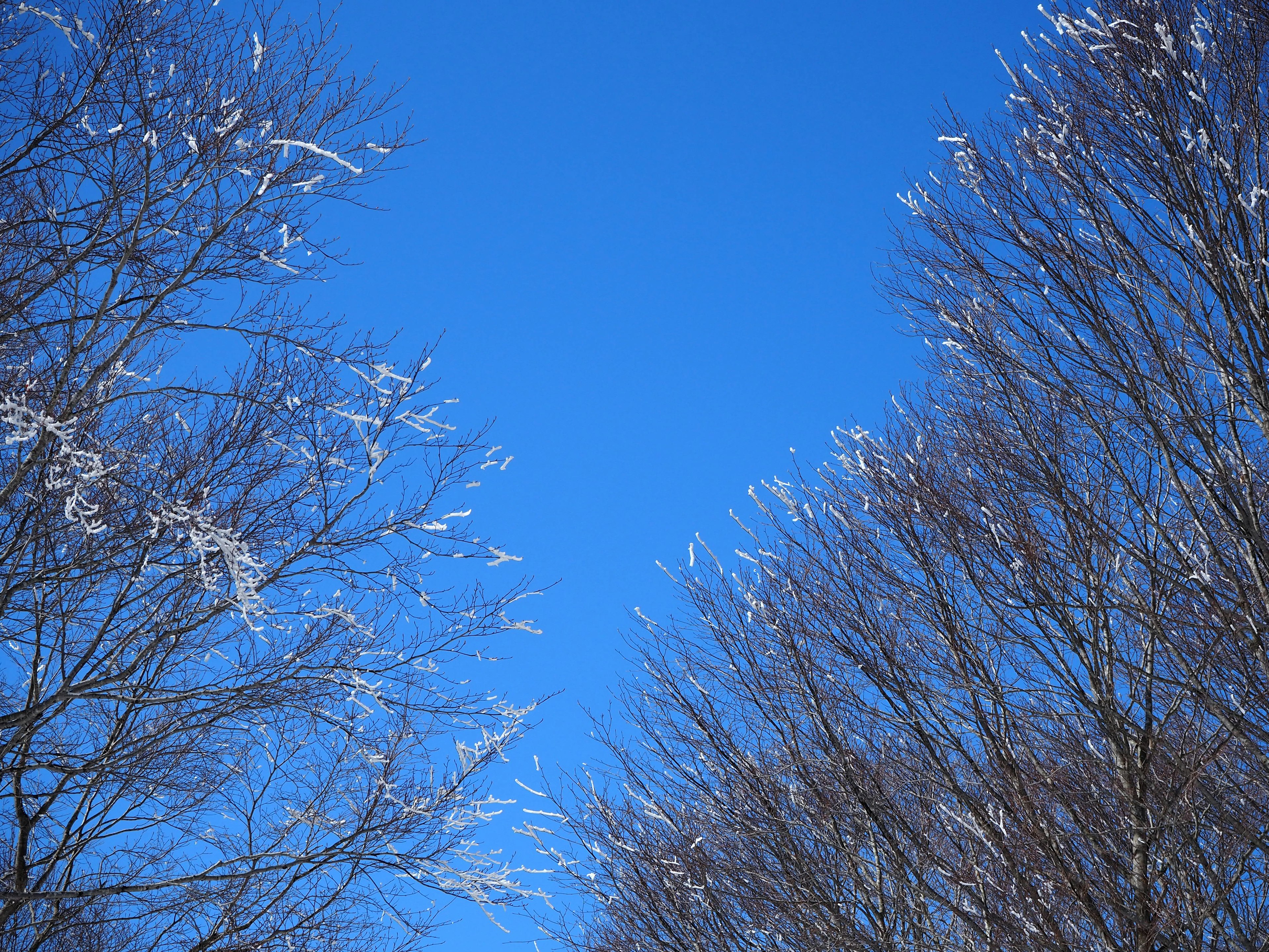 Blauer Himmel mit schneebedeckten Ästen