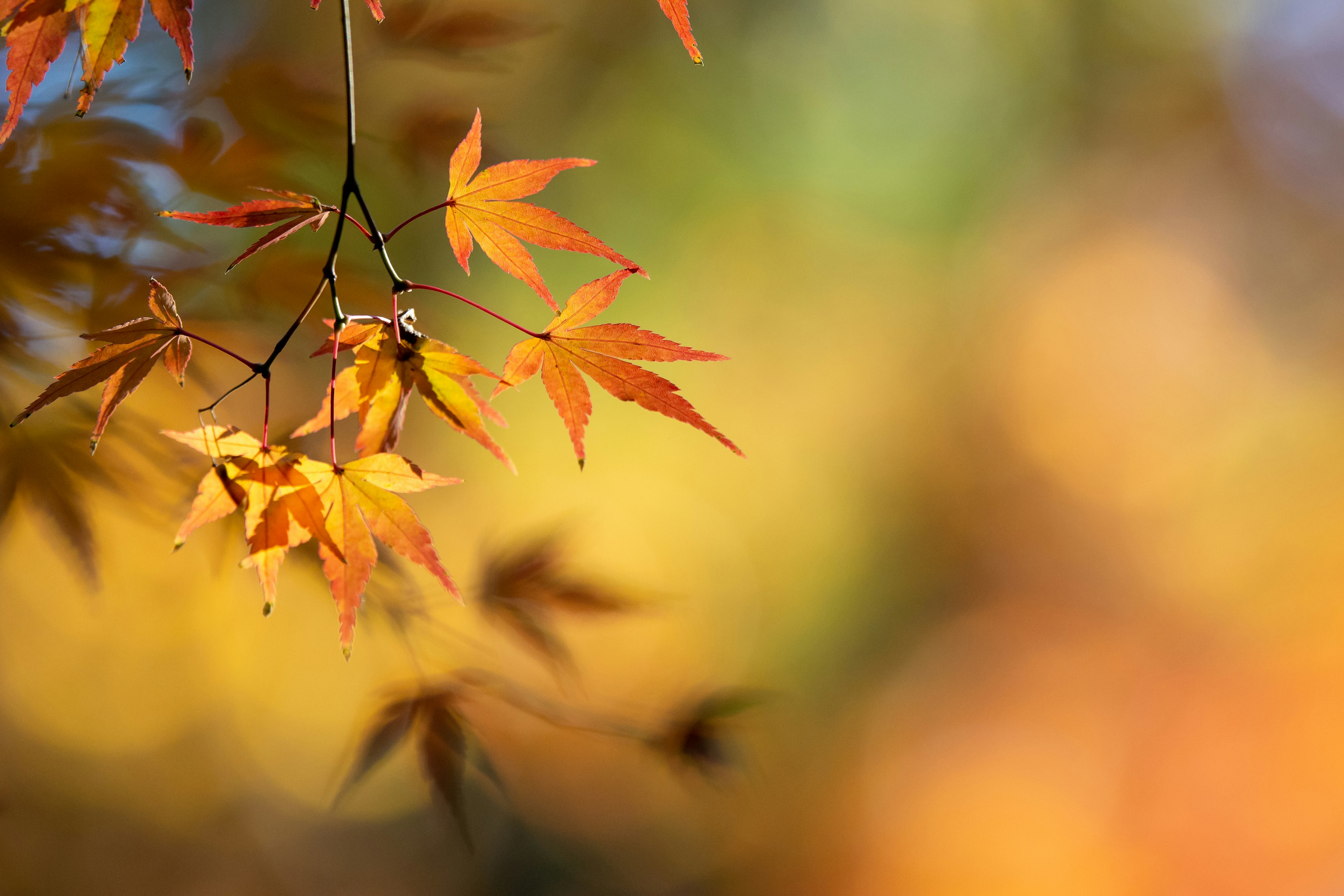 Feuilles d'automne vibrantes en orange et jaune sur une branche