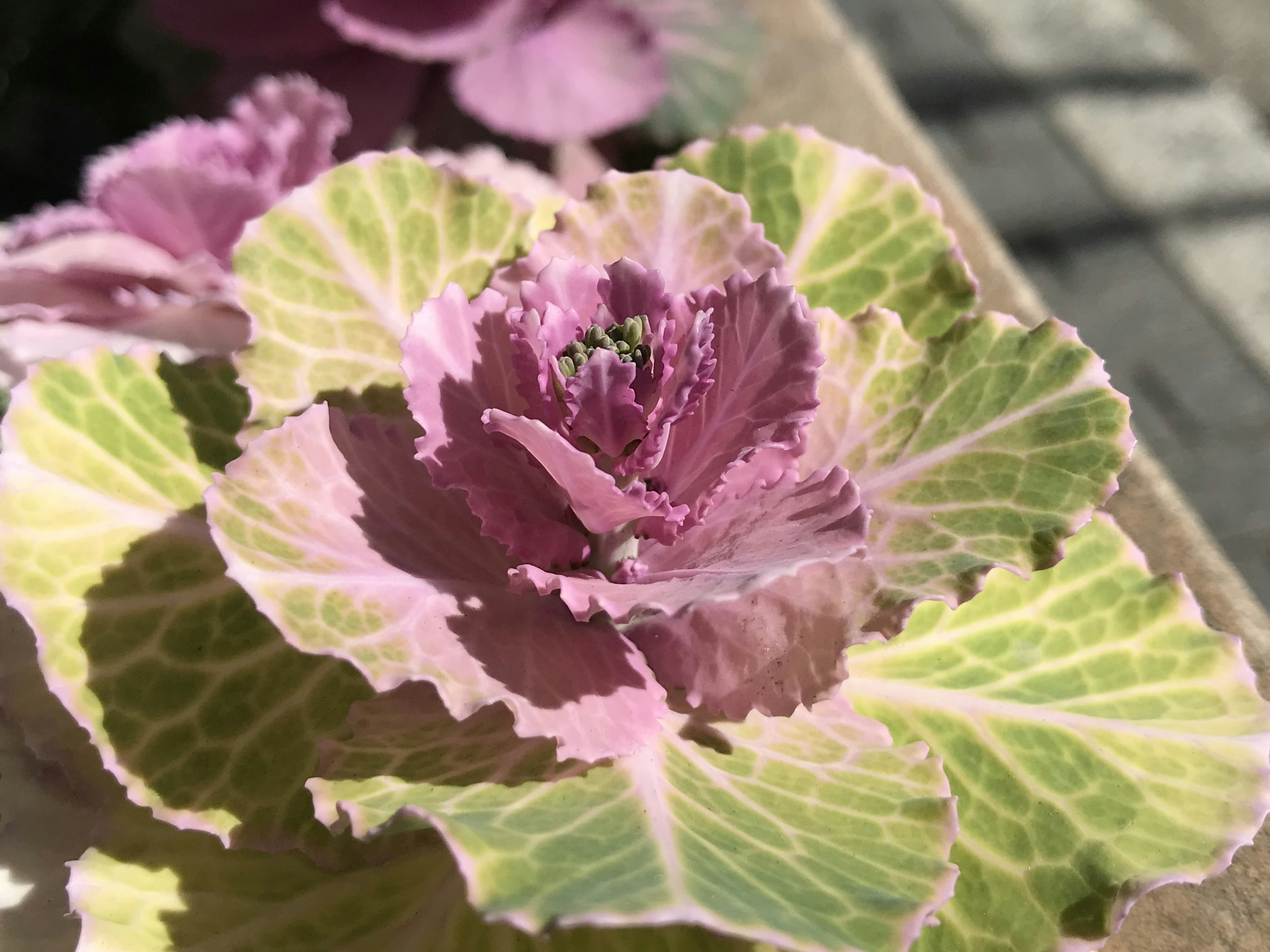 Hermosa flor de repollo con hojas moradas y verdes