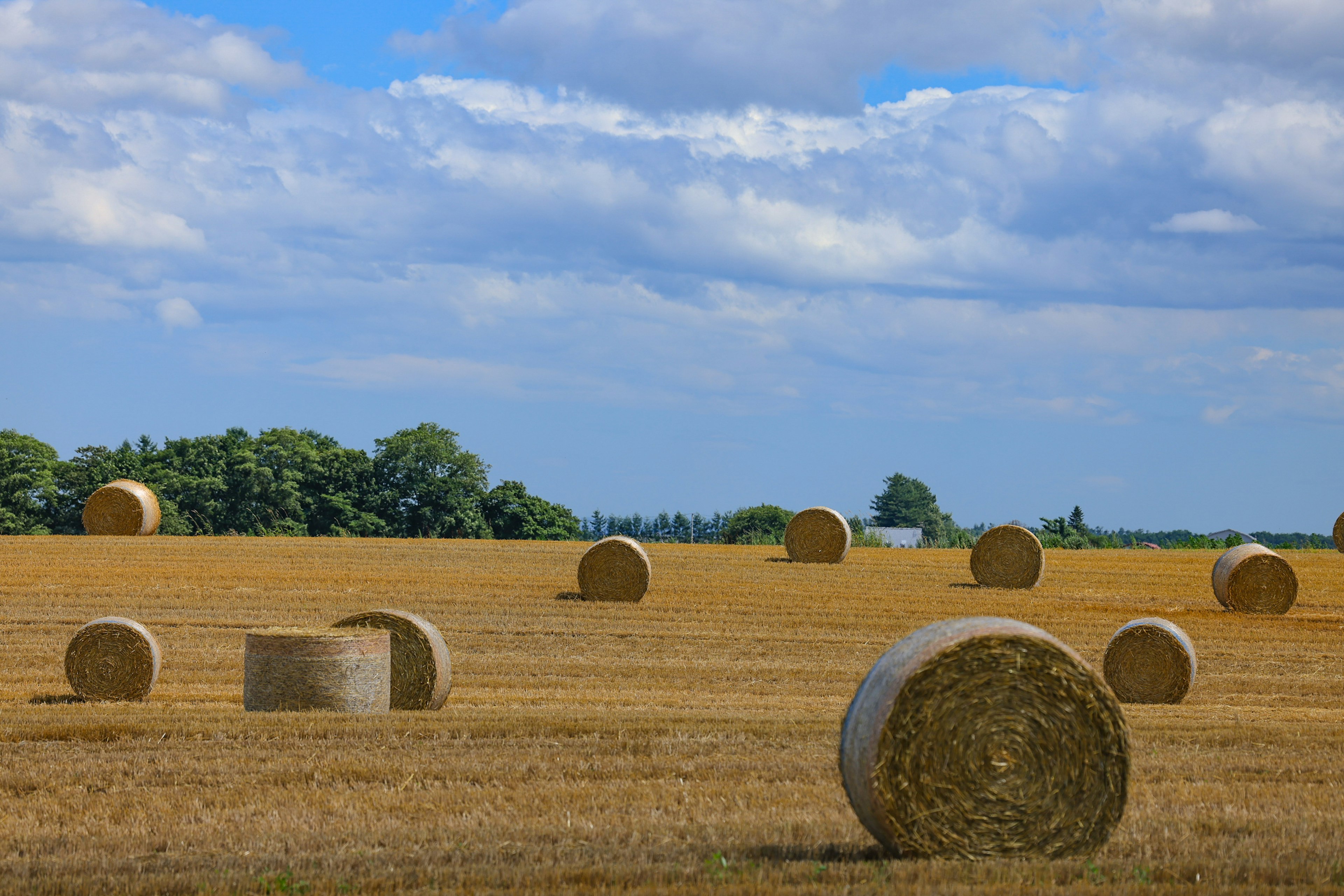 Campo di fieno ampio con rotoli di fieno rotondi sparsi sotto un cielo blu e nuvole bianche