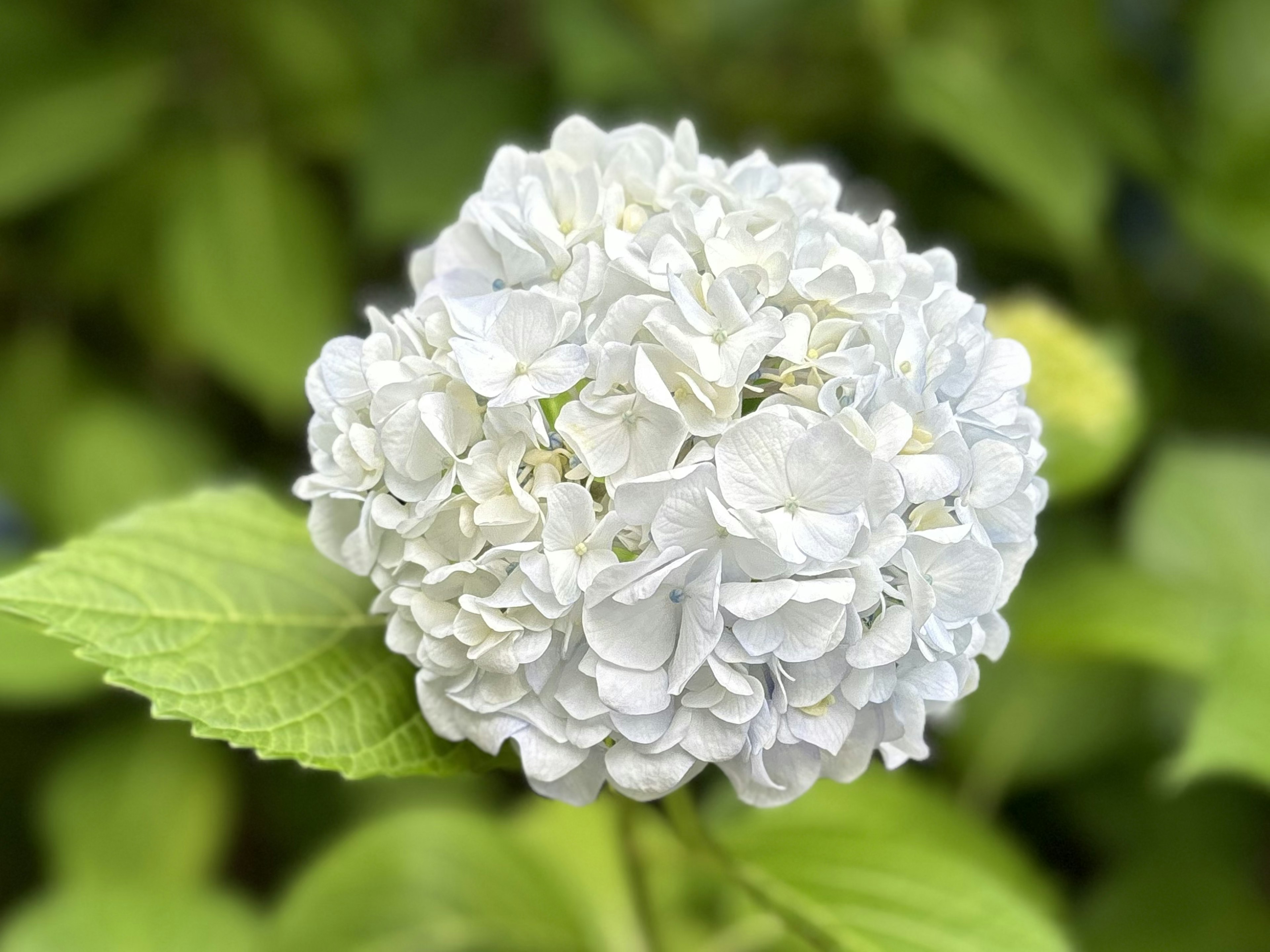 Weiße Hortensienblüte mit grünen Blättern