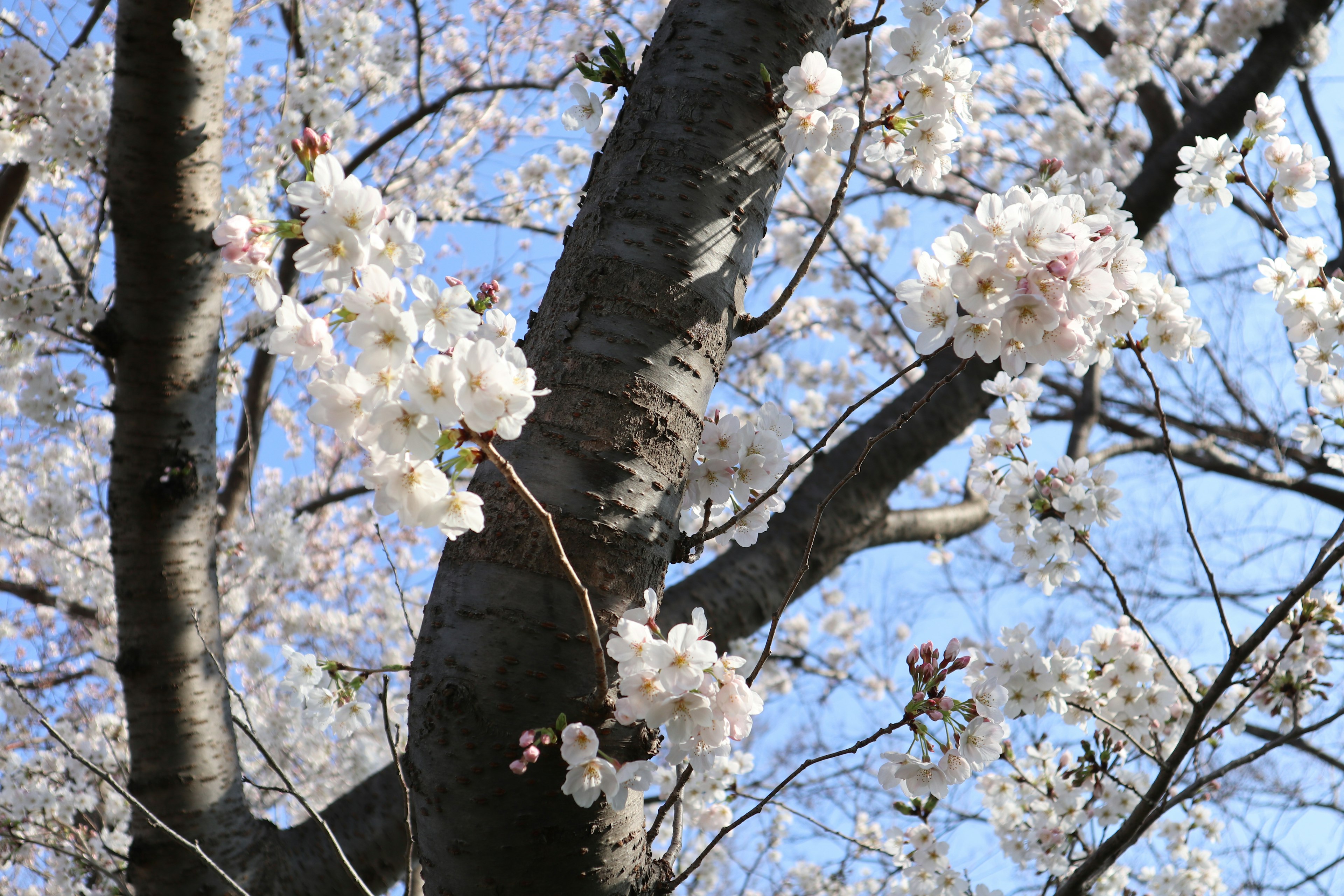 Primo piano di fiori di ciliegio sui rami di un albero contro un cielo blu