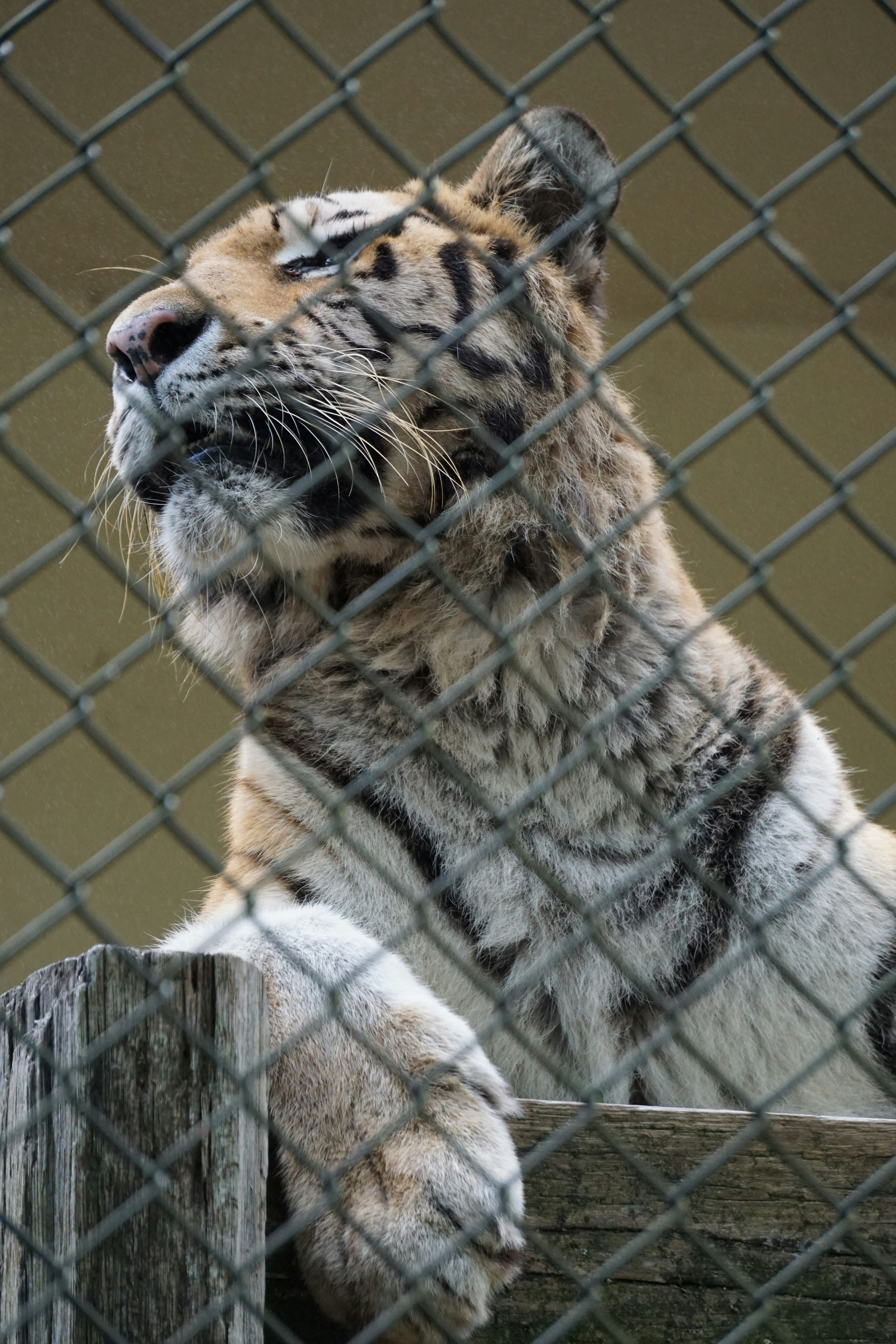 A tiger resting its front paws on a wooden ledge inside a cage