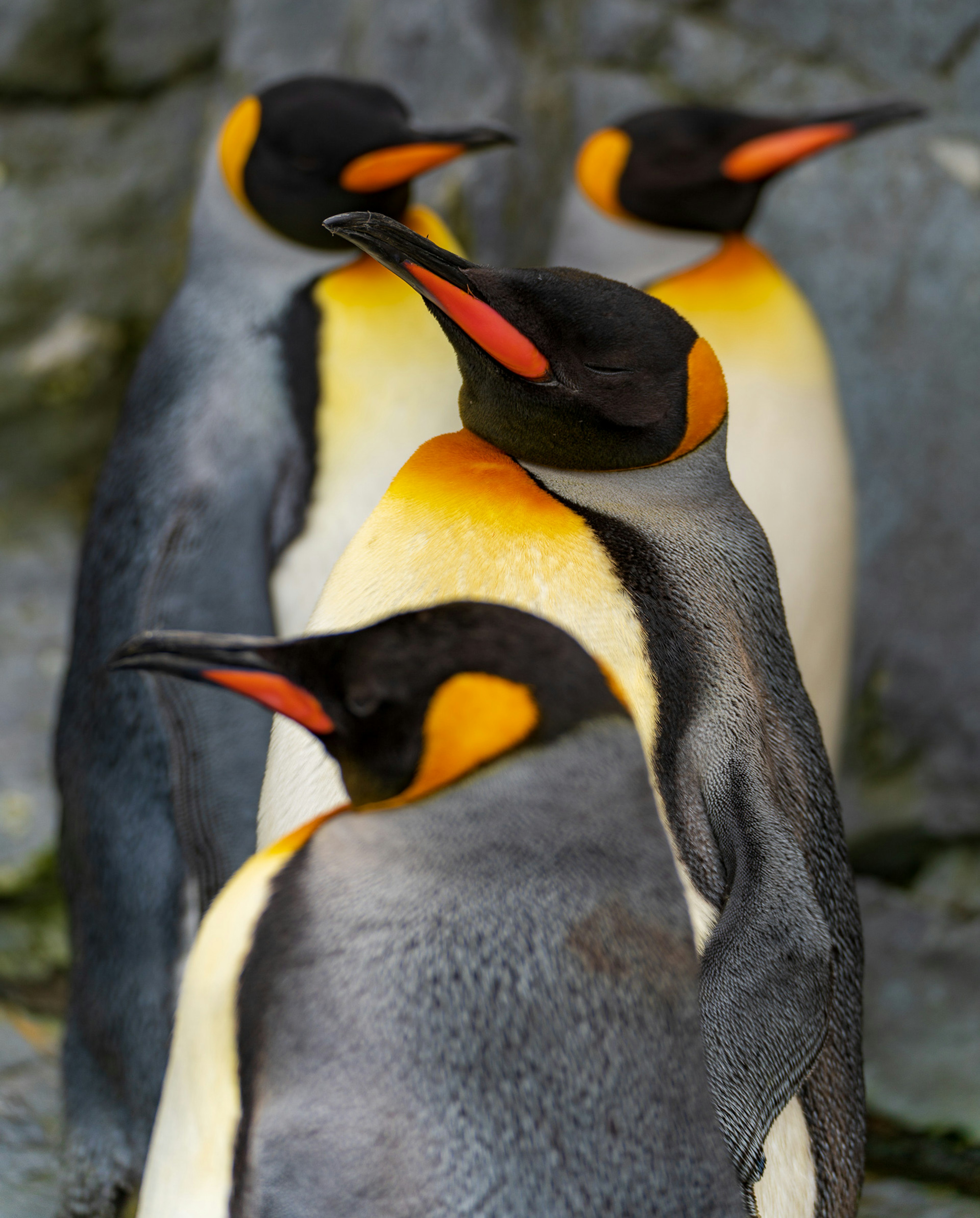 Cuatro pingüinos de pie juntos con picos naranjas vibrantes y marcas amarillas en el cuello