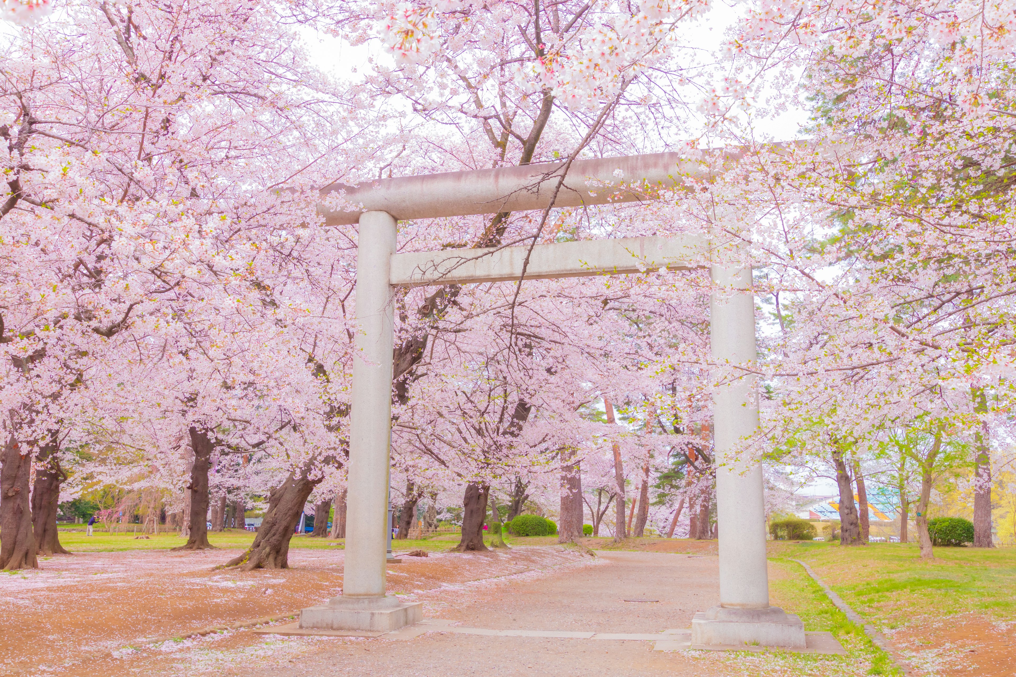 Cổng torii trong công viên bao quanh bởi hoa anh đào nở