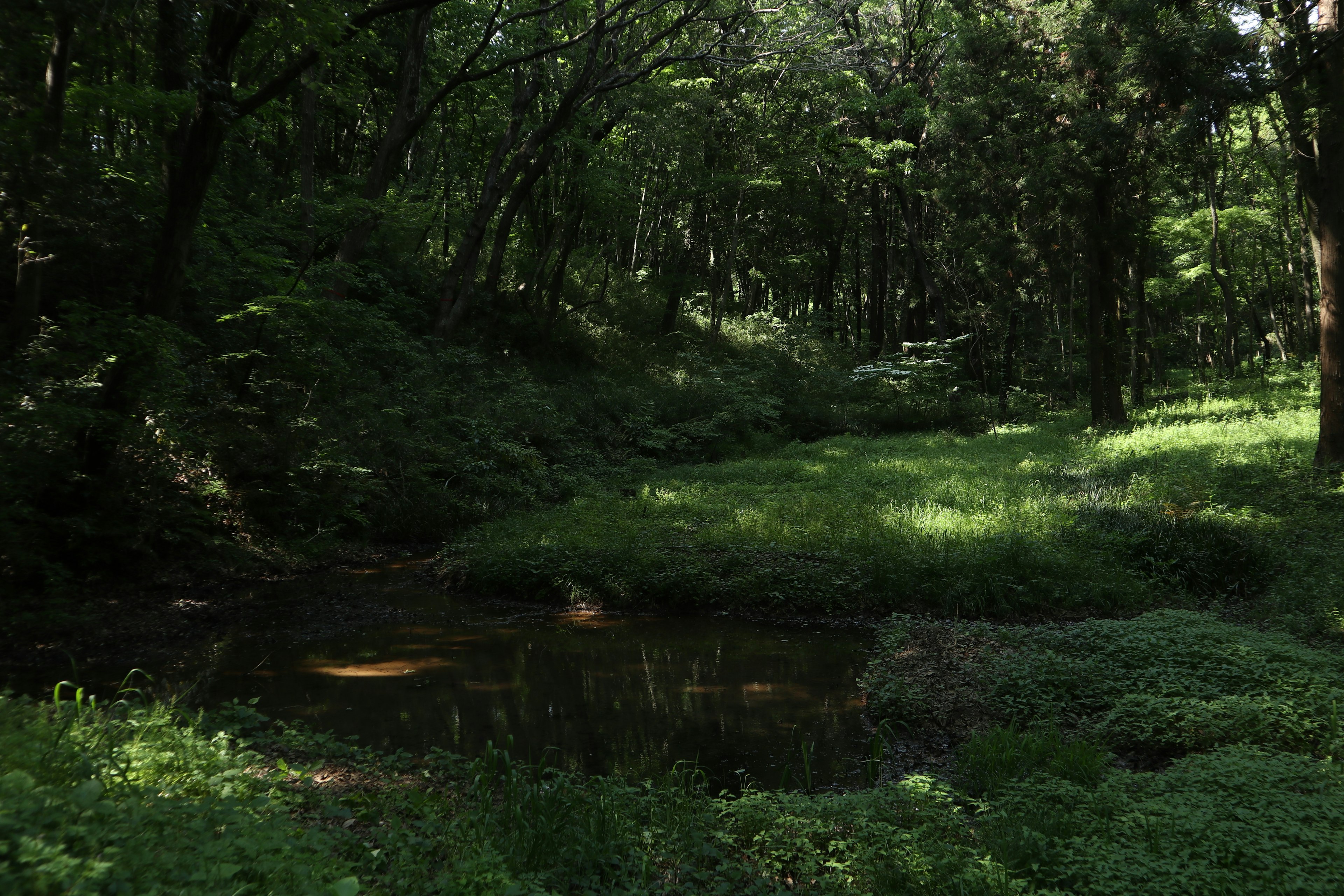 Lush green forest with a small stream