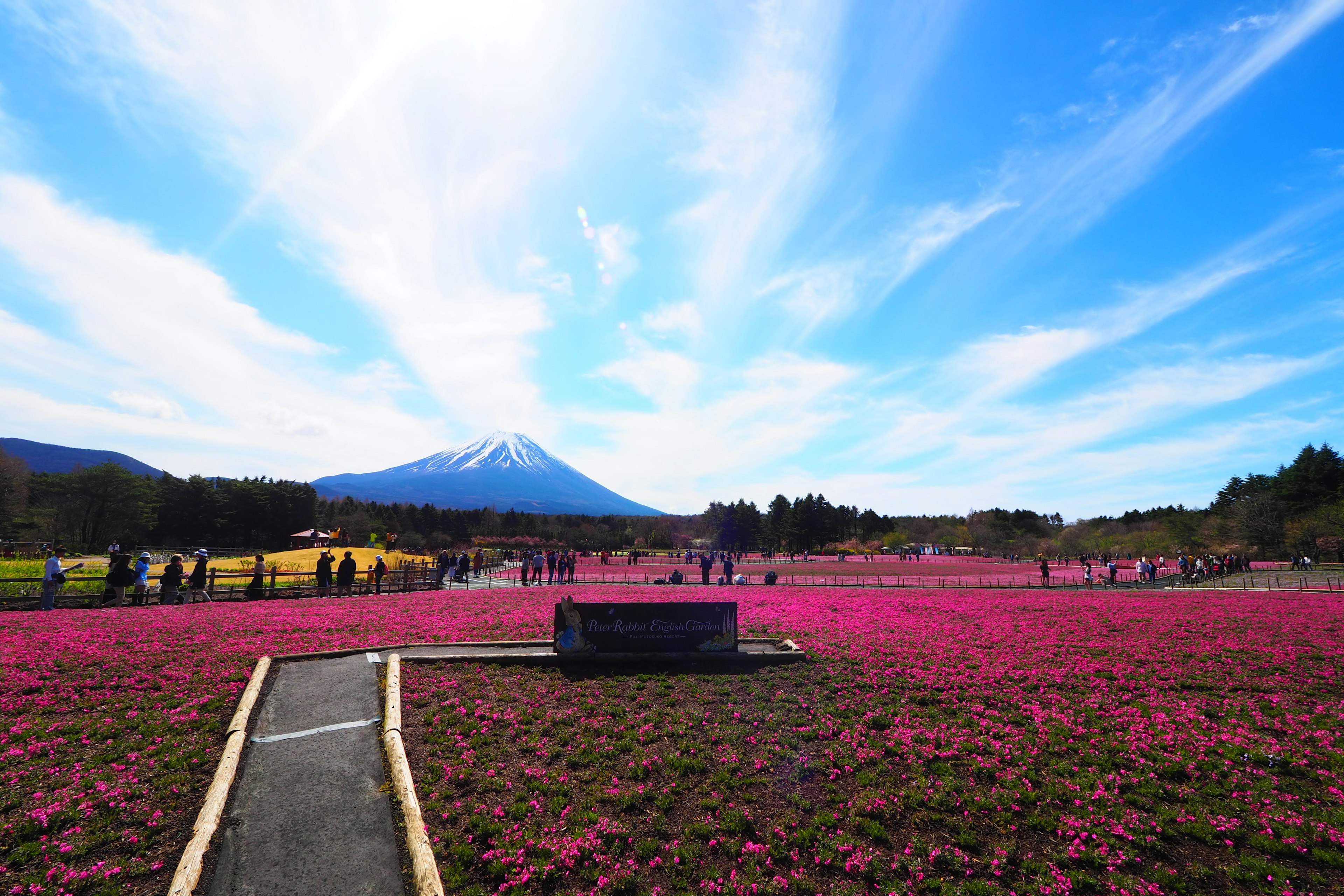 Buntes Blumenfeld mit dem Fuji im Hintergrund