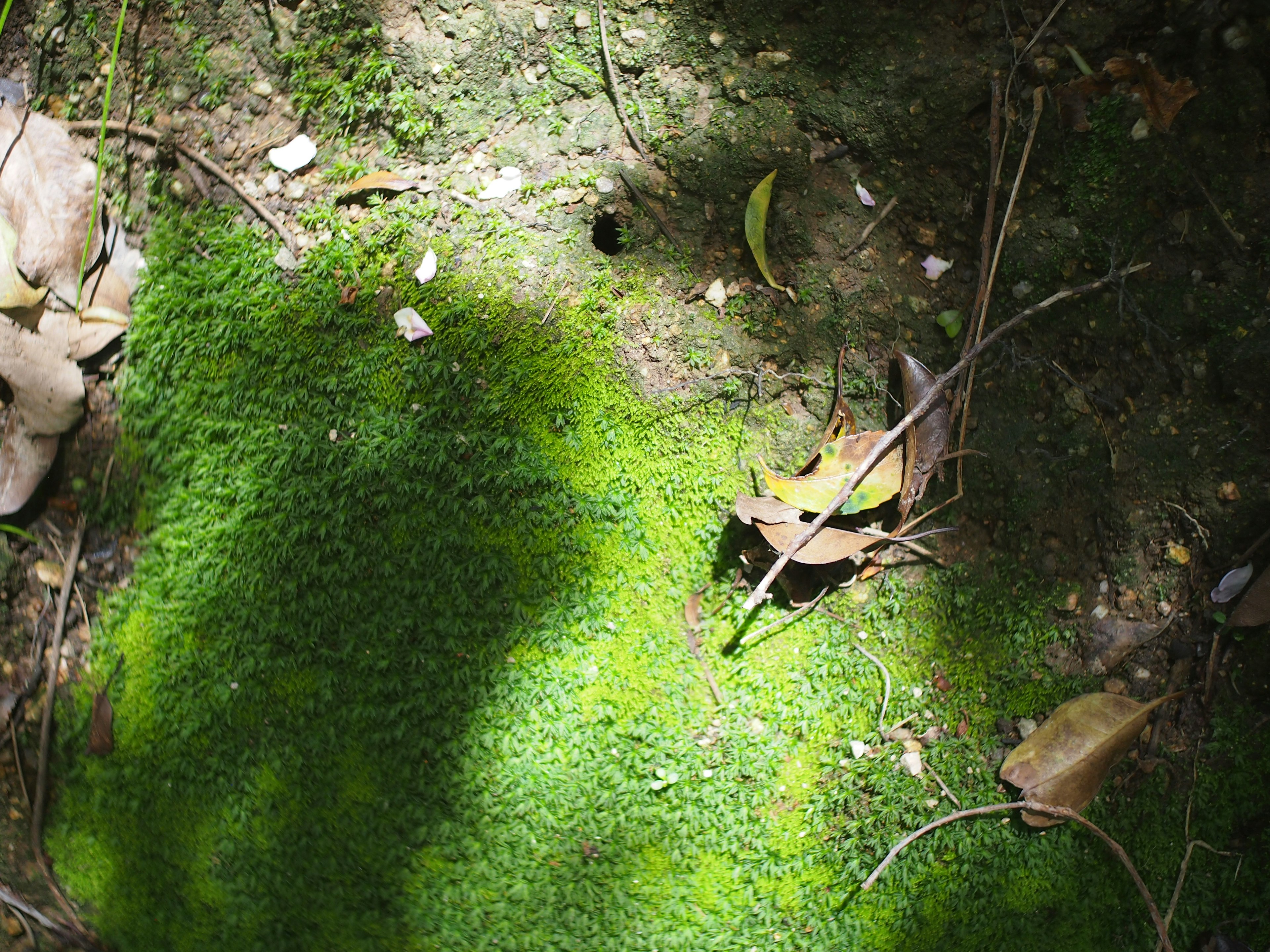 綠色苔蘚覆蓋地面，散落著樹葉