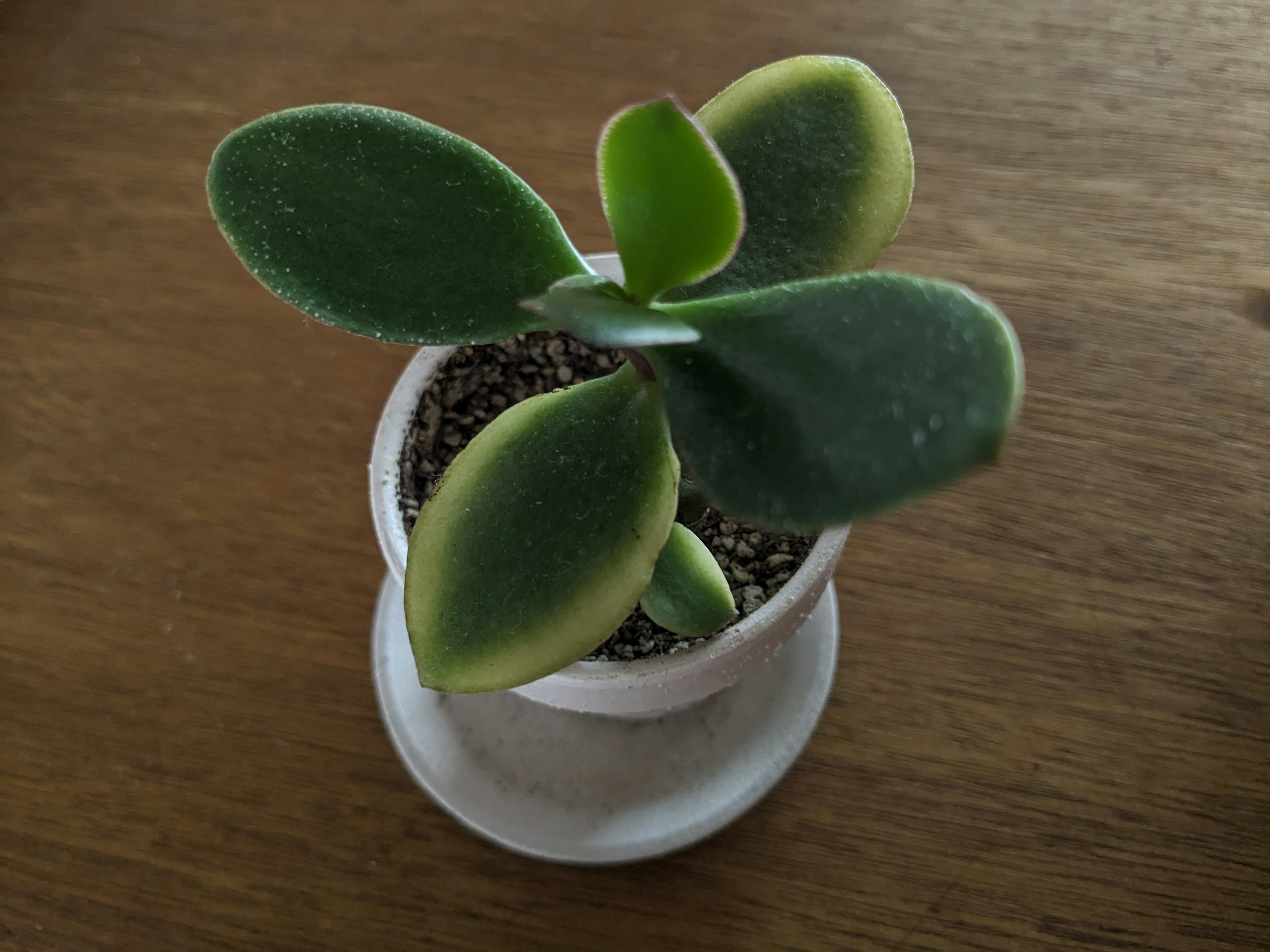 Small potted succulent plant with green leaves