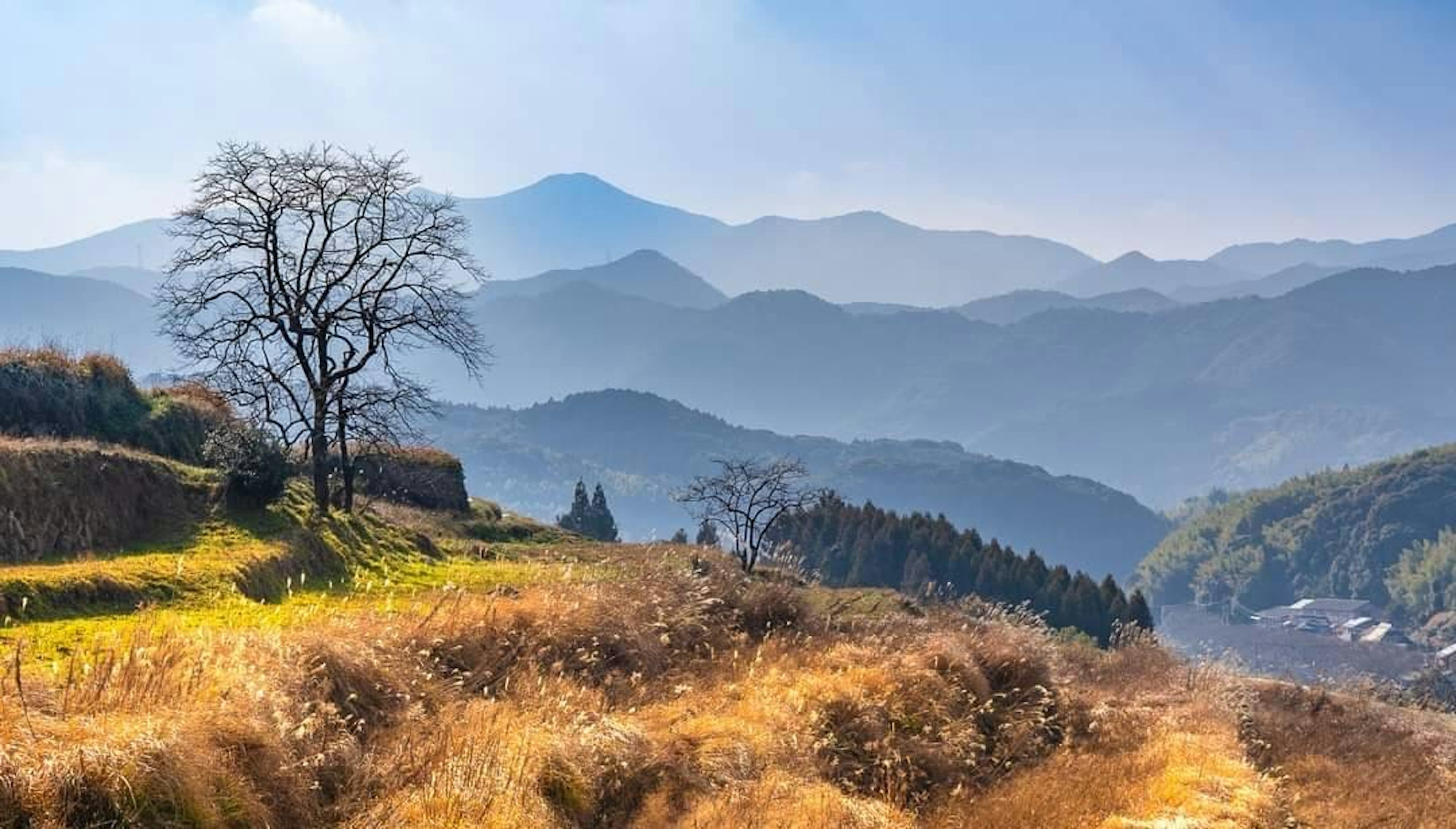 青い空の下の山々と乾燥した草原に立つ木