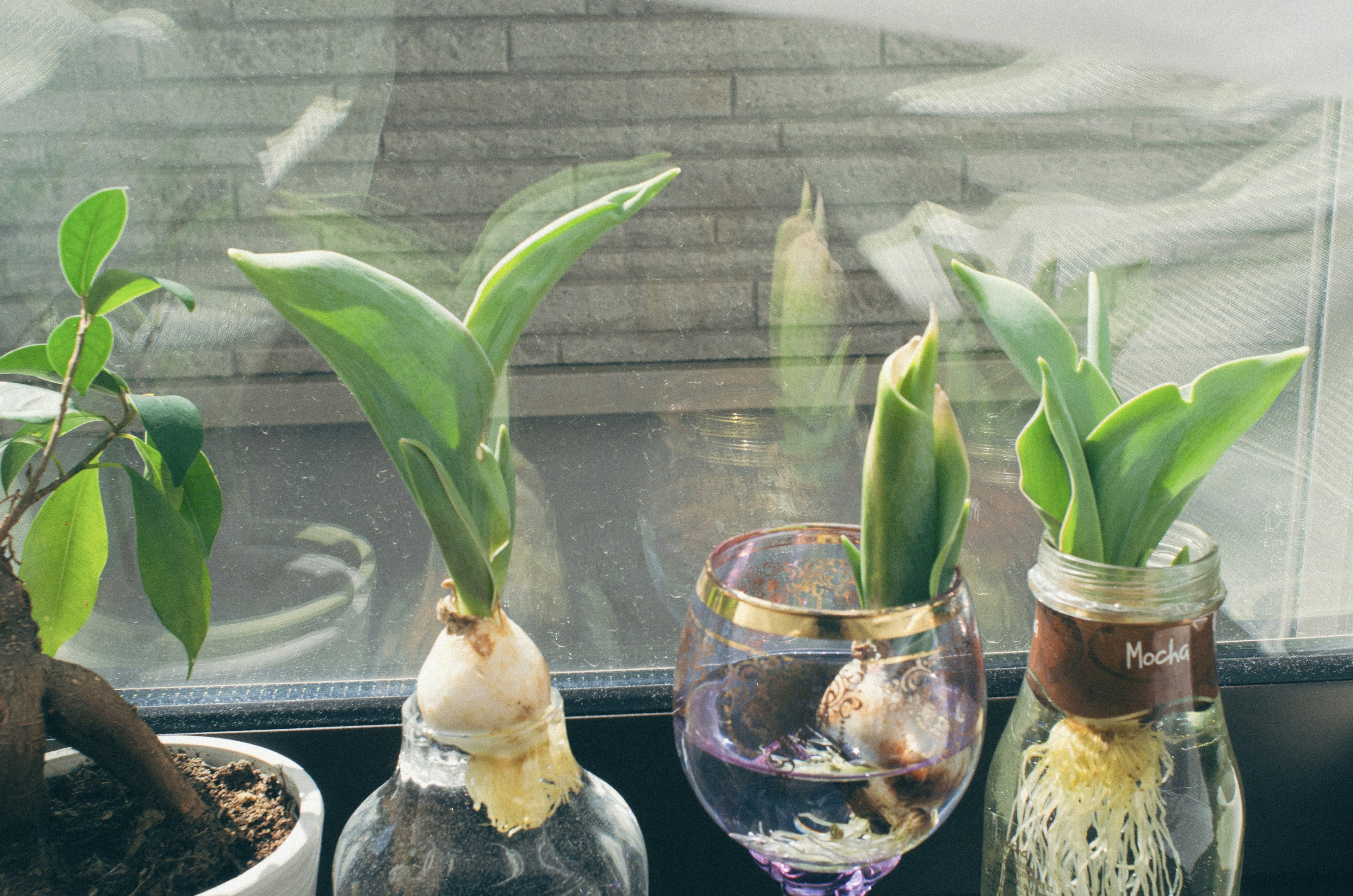 Plantes hydroponiques exposées sur un rebord de fenêtre