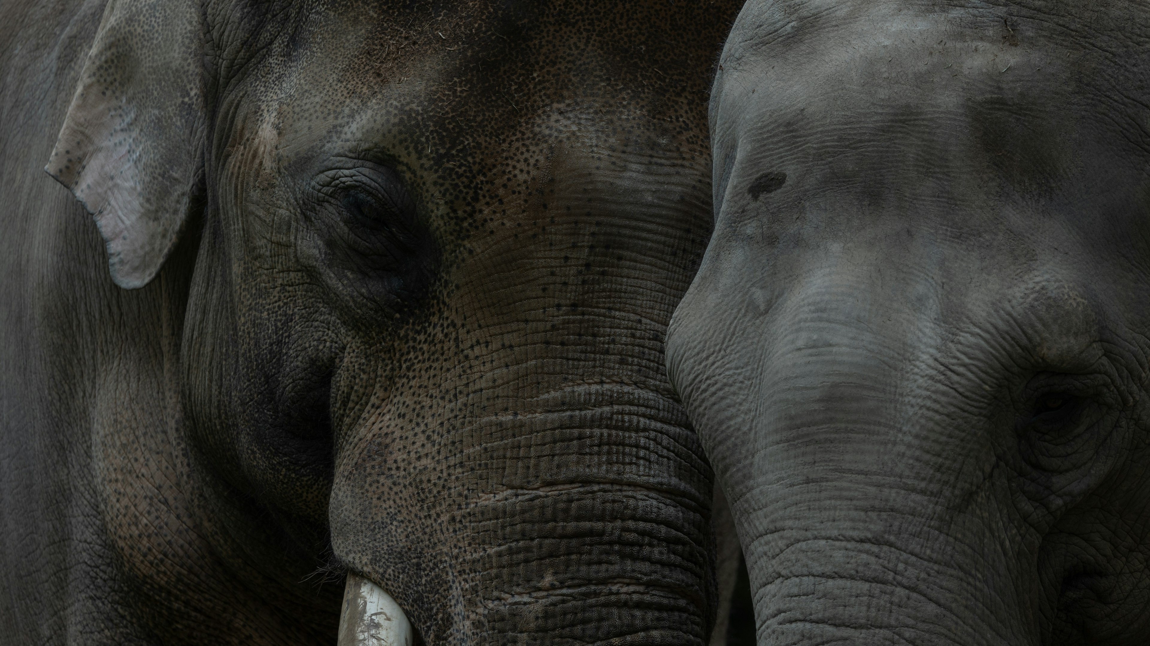 Two elephants close together in an intimate moment