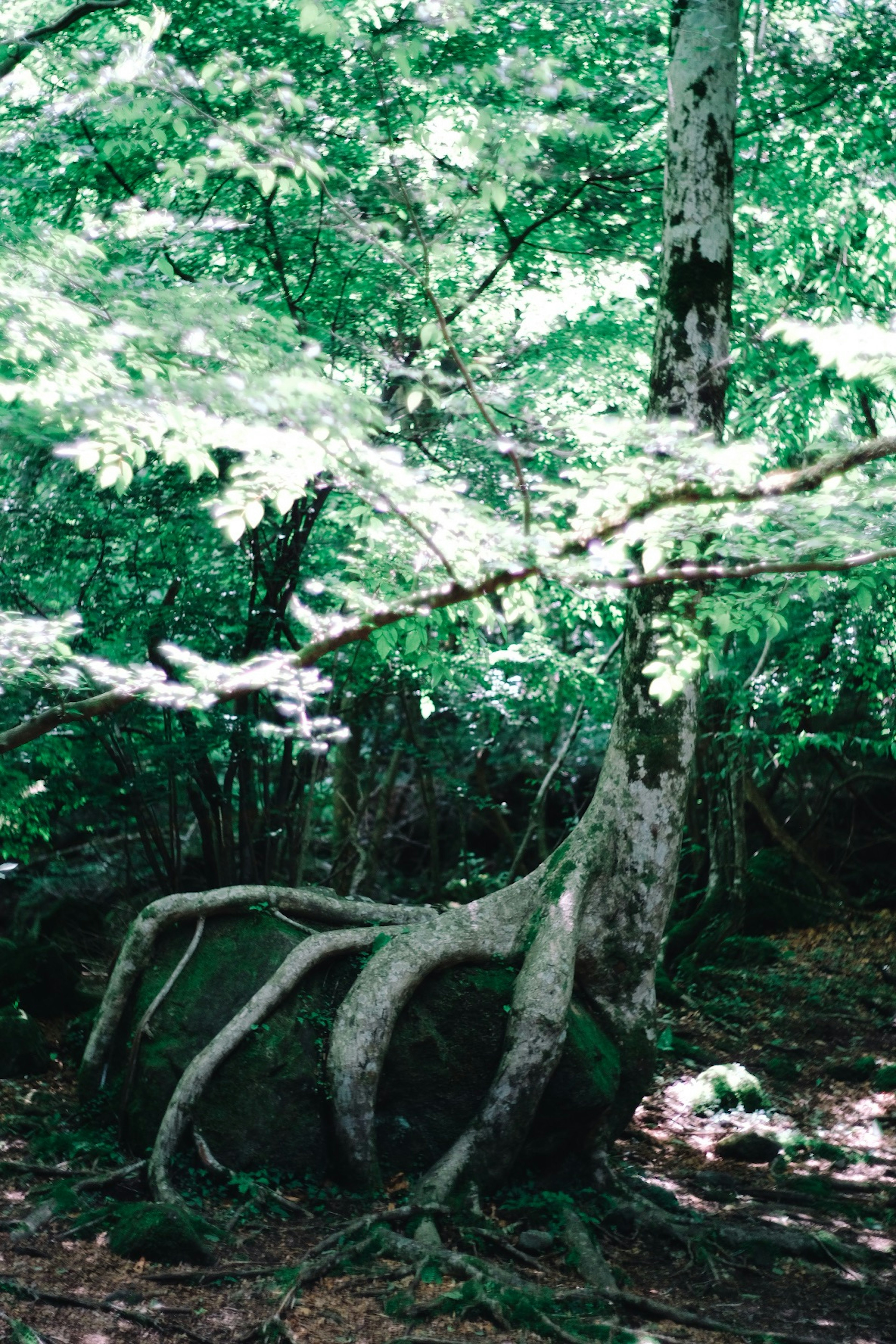 緑豊かな森の中にある大きな岩とそれに絡まる木の根