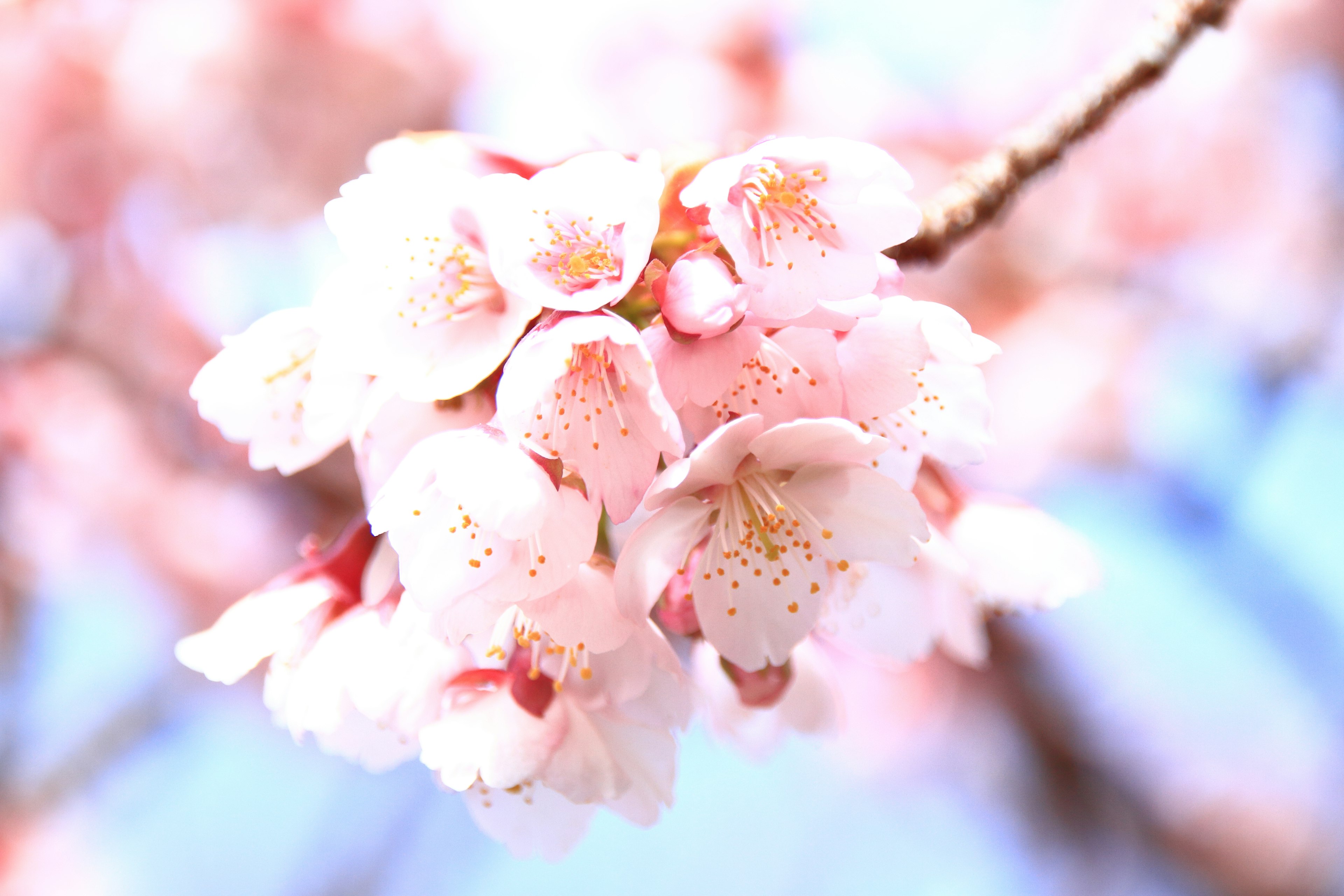 Imagen en primer plano de flores de cerezo en flor