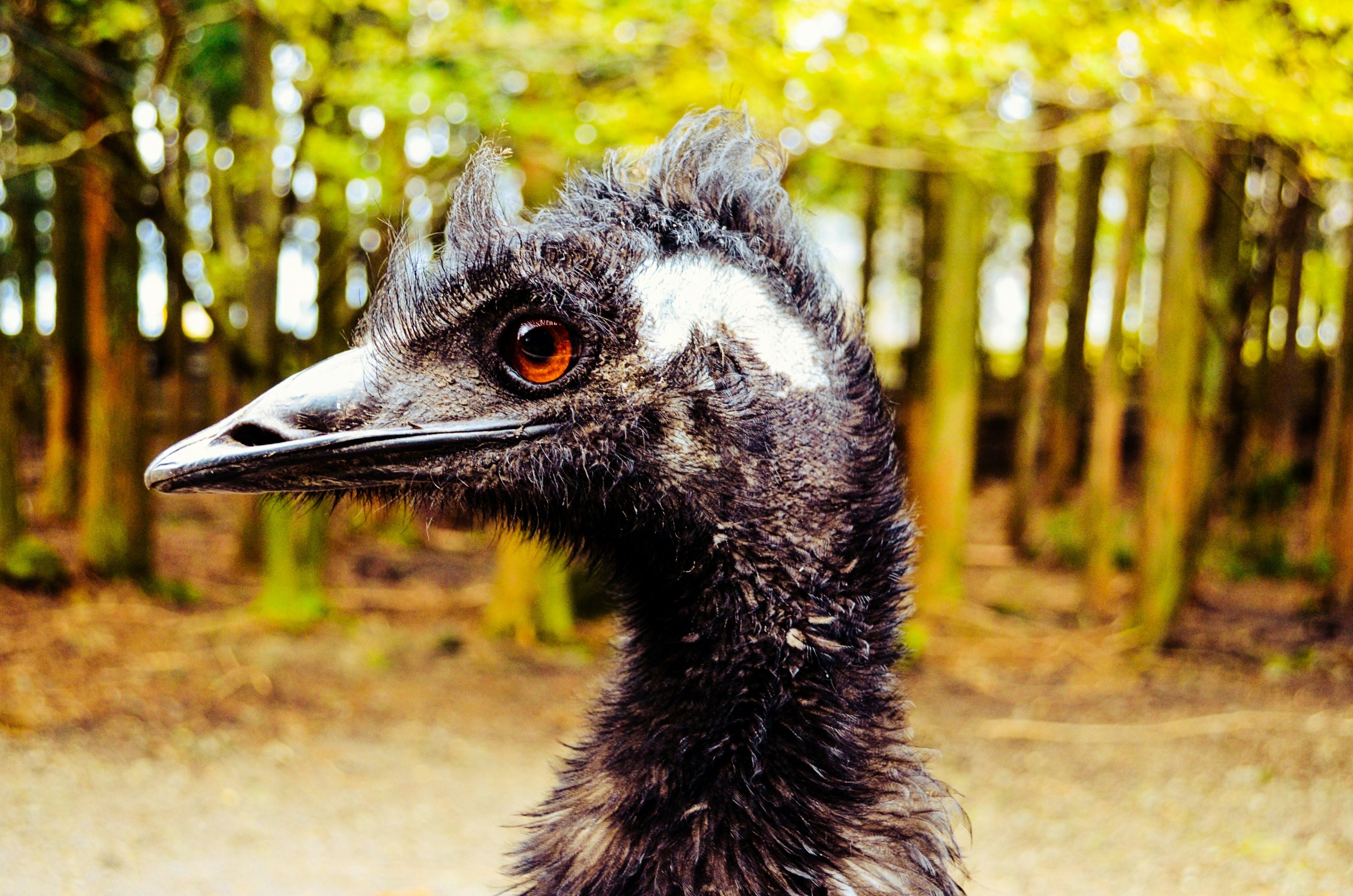 Close-up of an emu with trees in the background