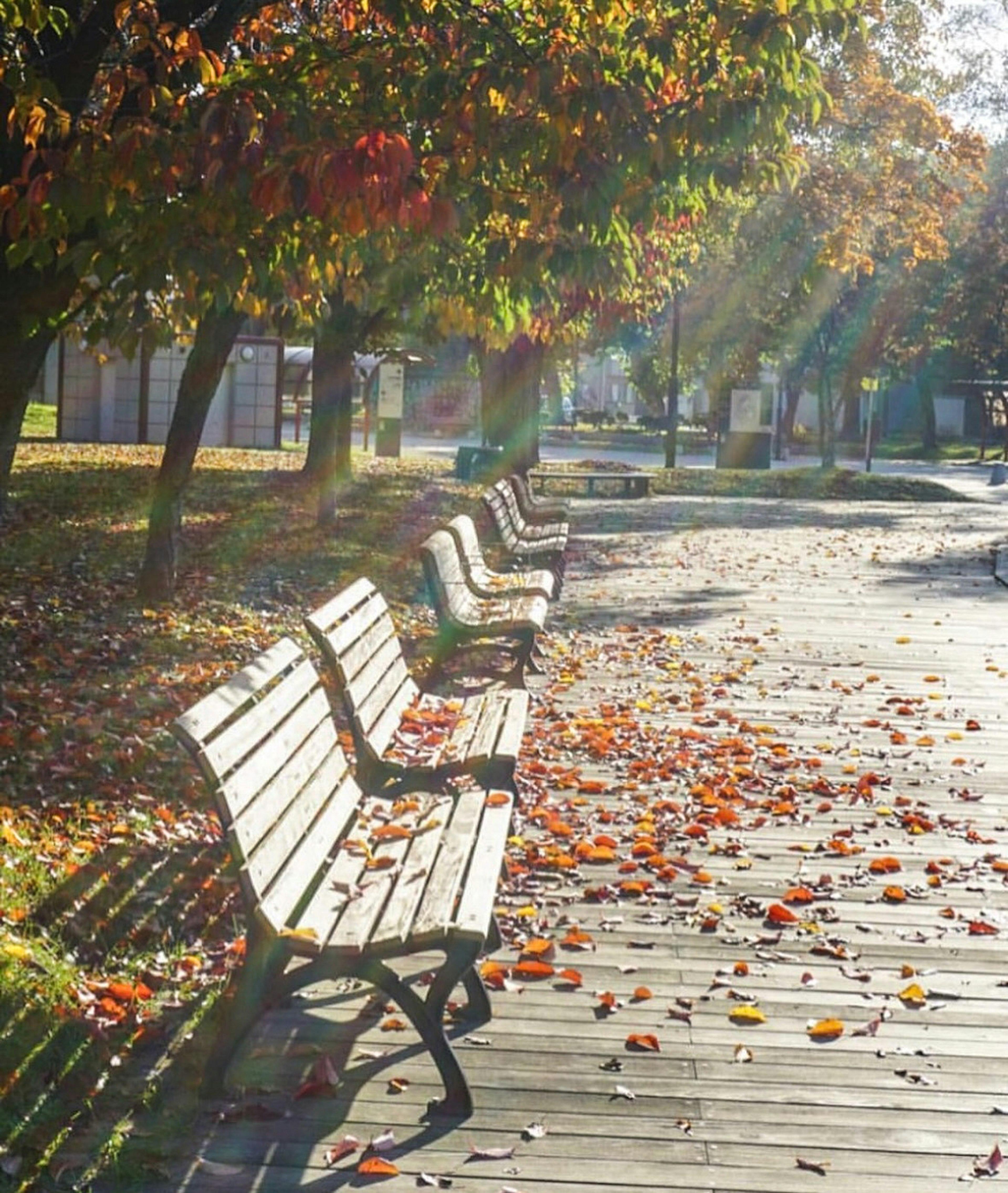 Panchine del parco allineate con foglie autunnali e luce solare