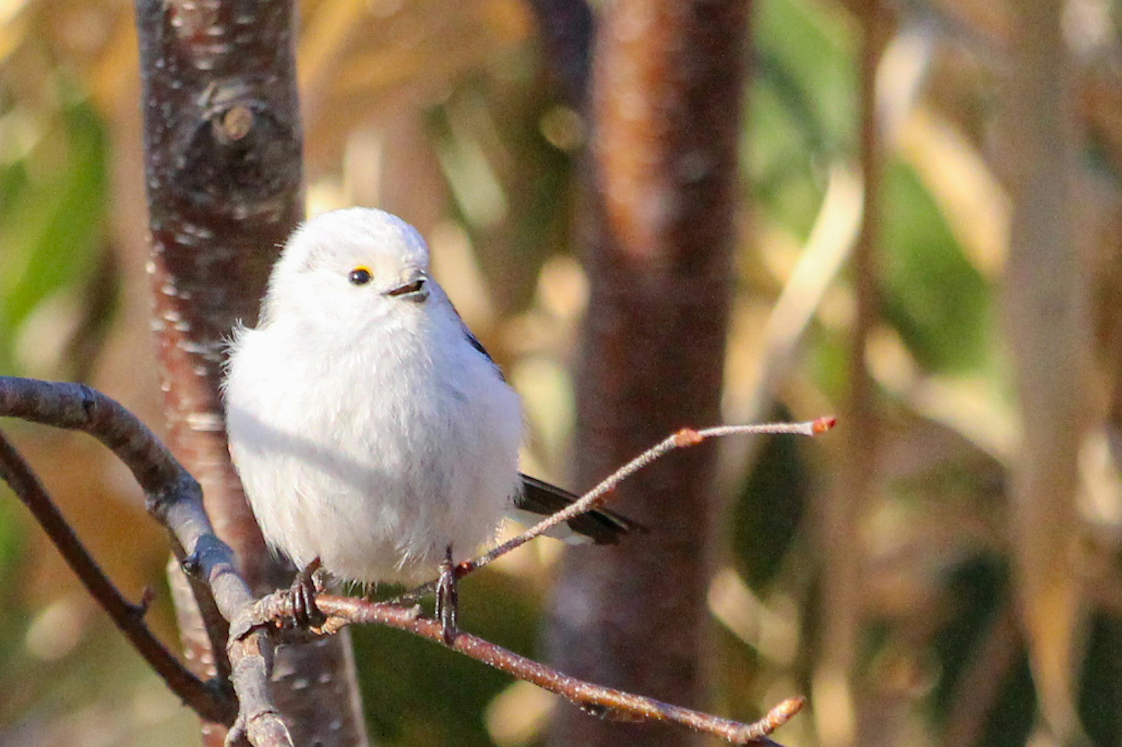 A small white bird perched on a branch with blurred leaves in the background