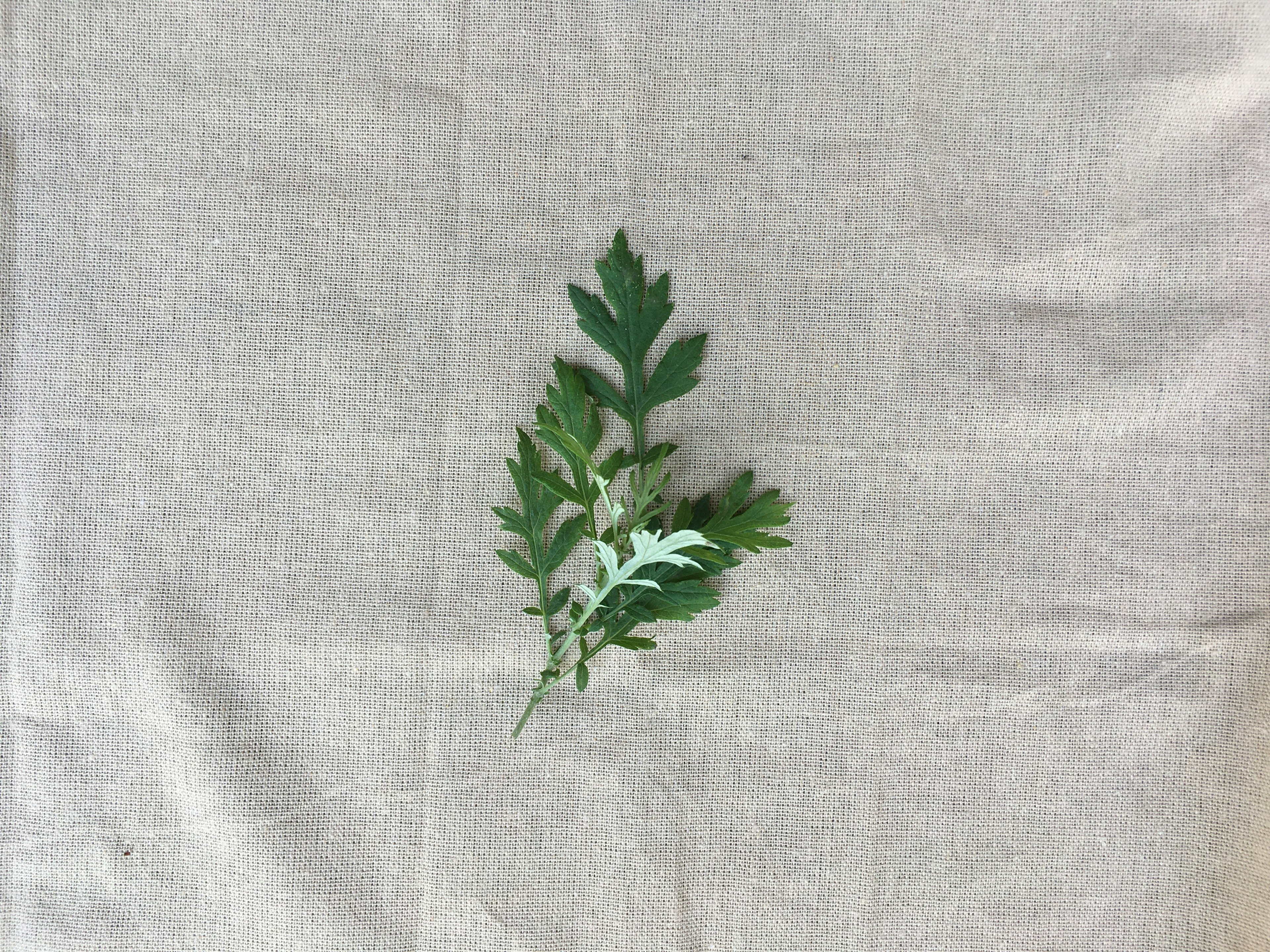 Green leaf placed on fabric surface