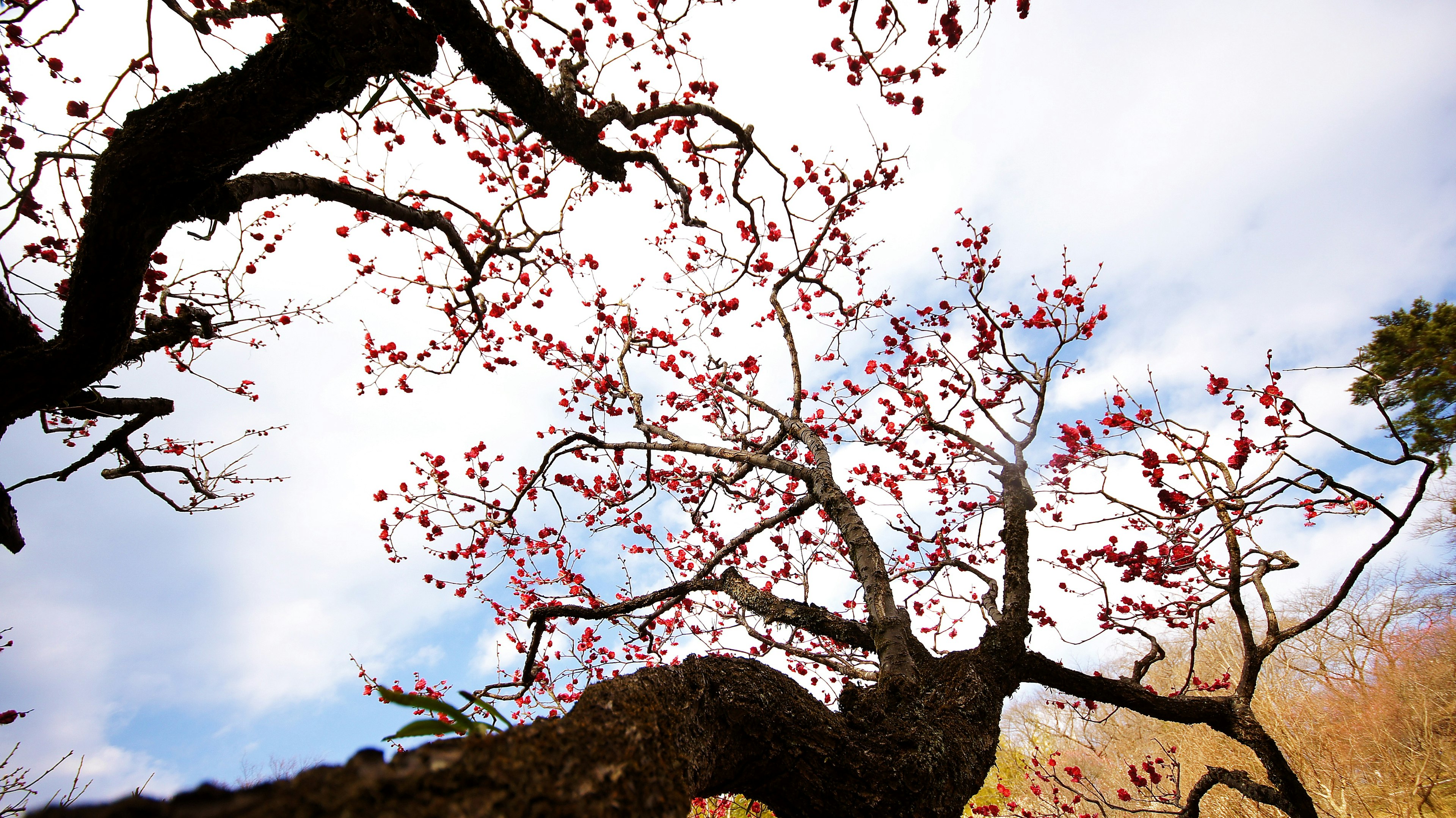 Äste und Blüten eines Kirschbaums vor blauem Himmel