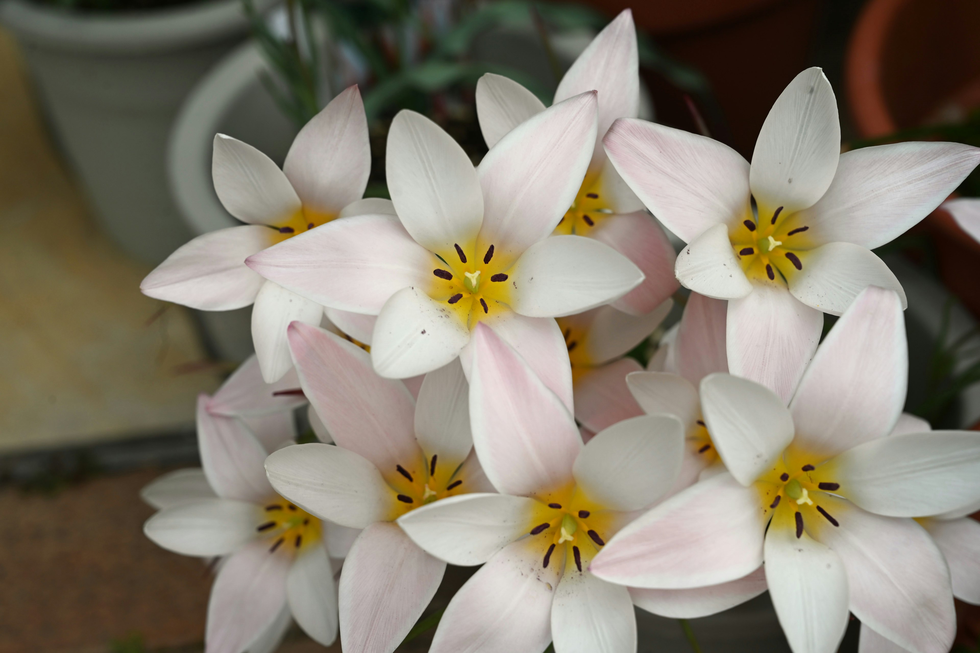 Blütencluster mit rosa Blütenblättern und gelben Zentren