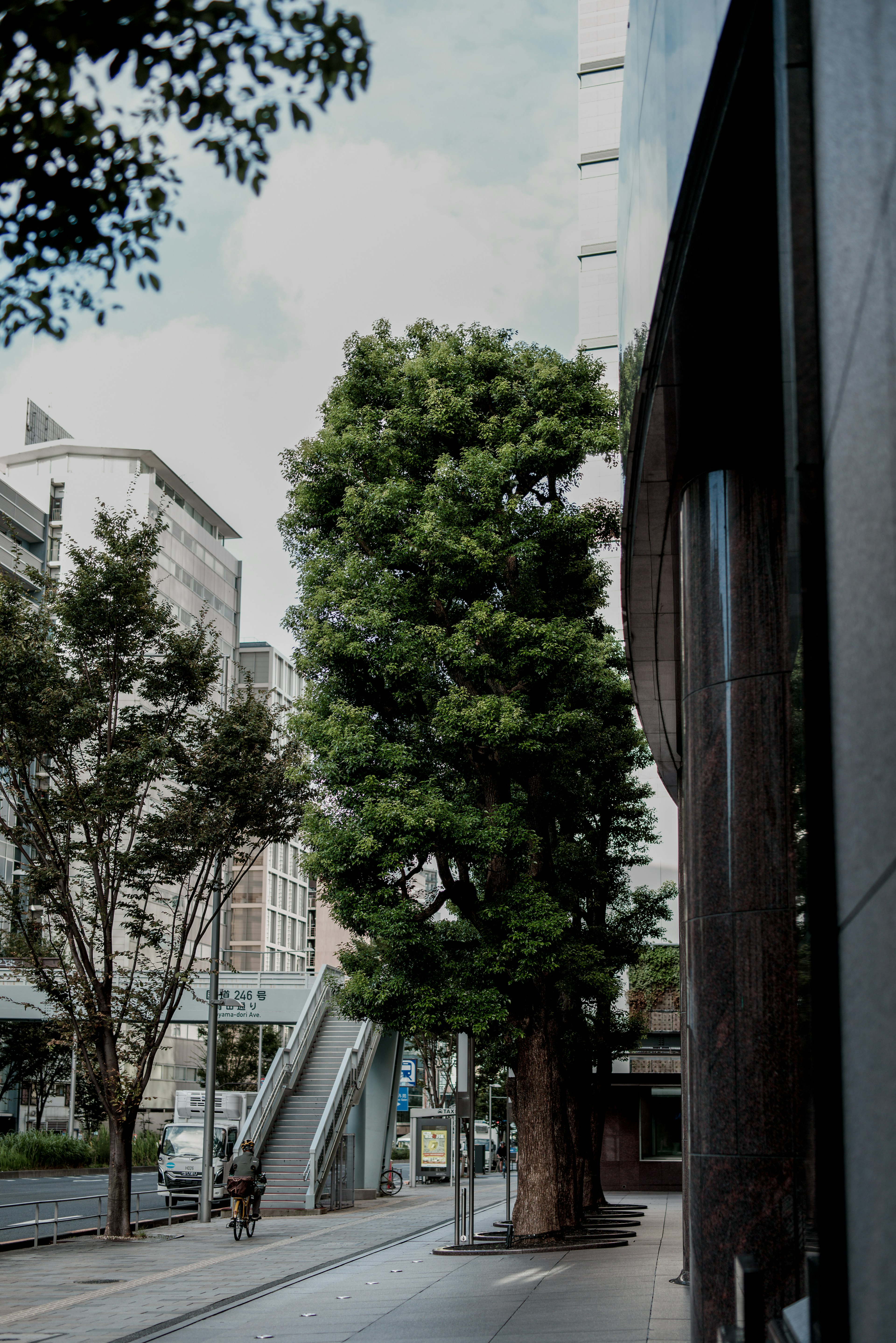 Grande albero in una strada urbana vicino a un edificio