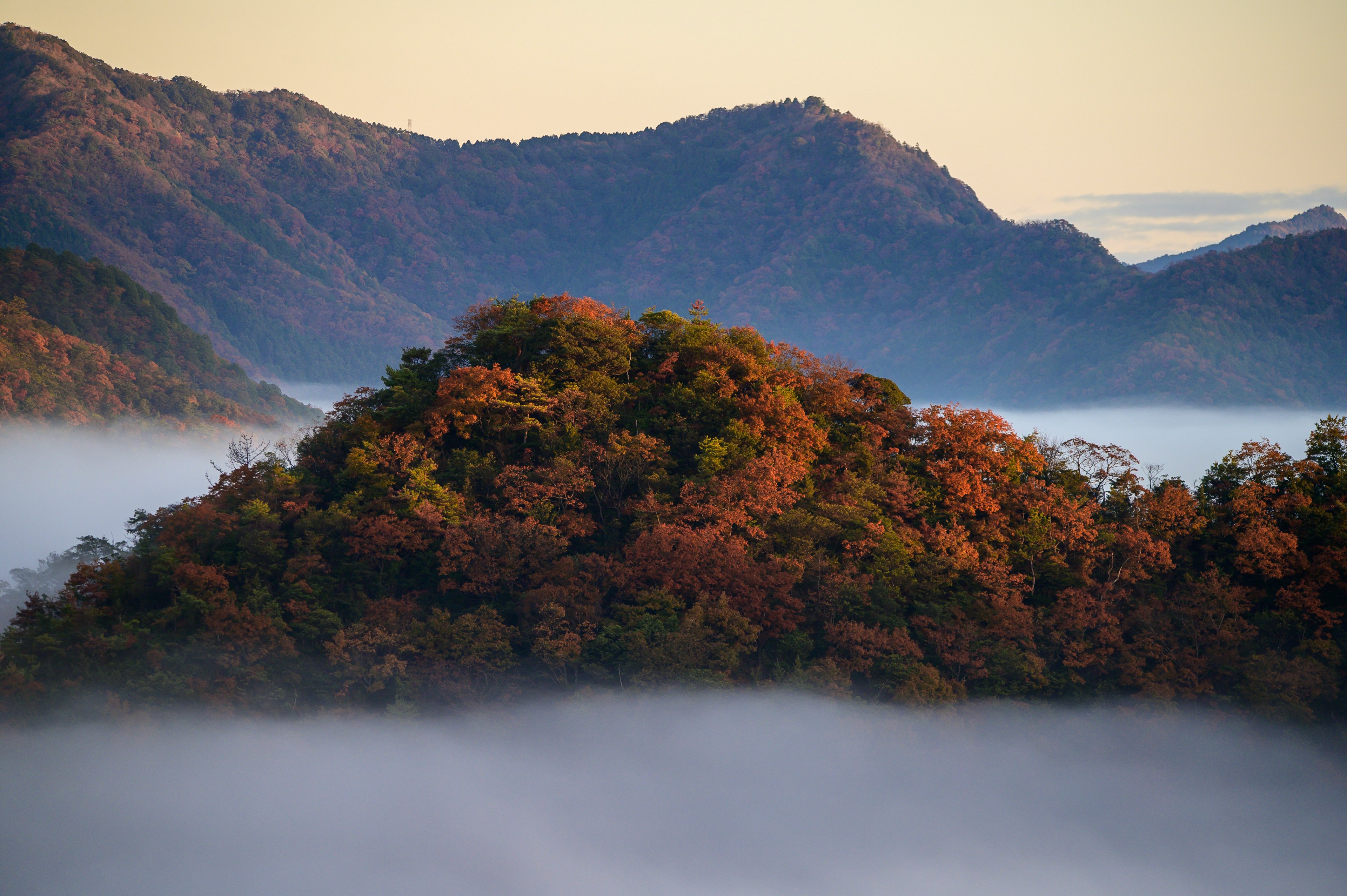 Vista escénica de árboles coloridos en una colina rodeada de niebla y montañas