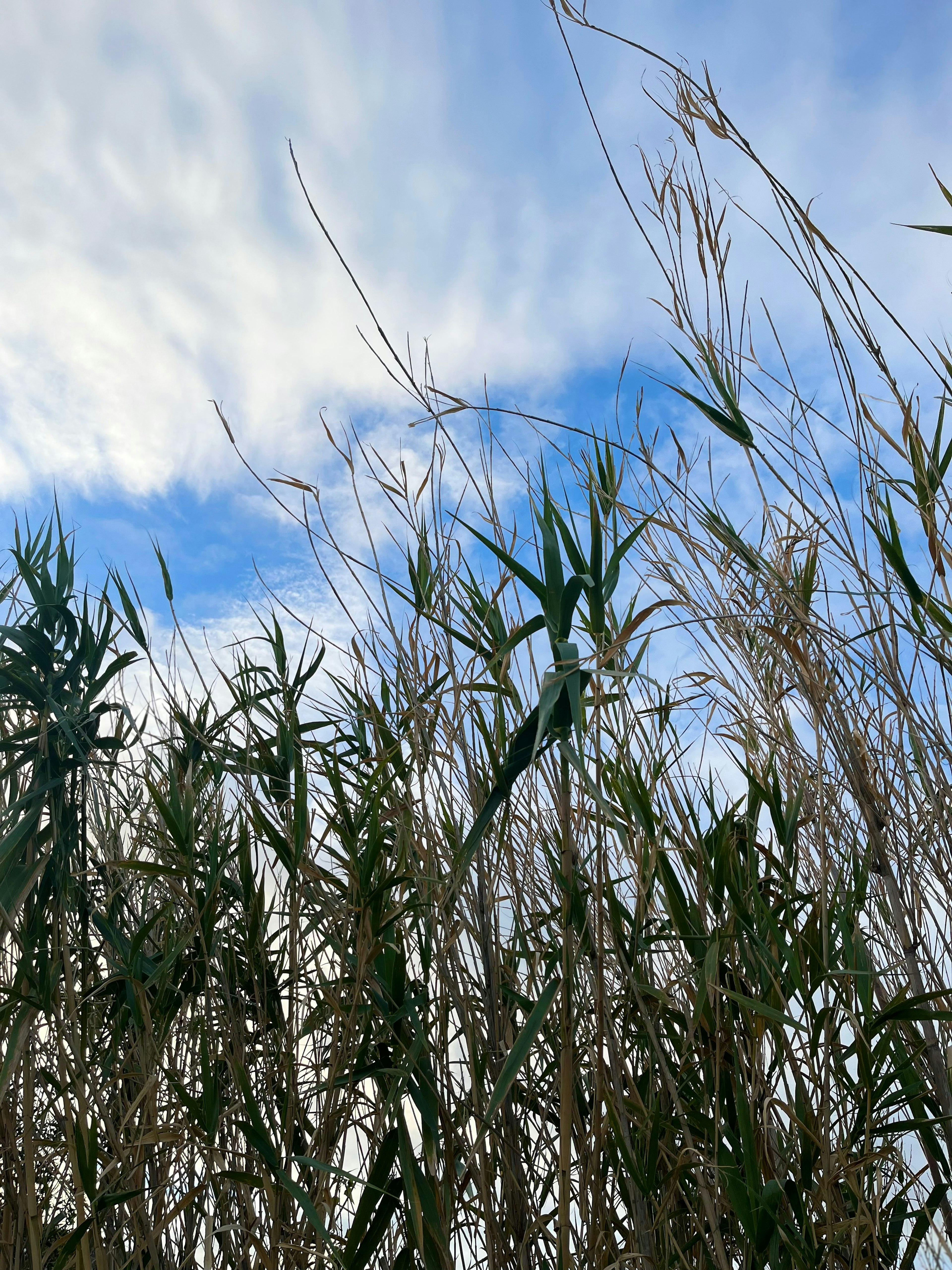 Hohe Gräser vor einem Hintergrund aus blauem Himmel und Wolken