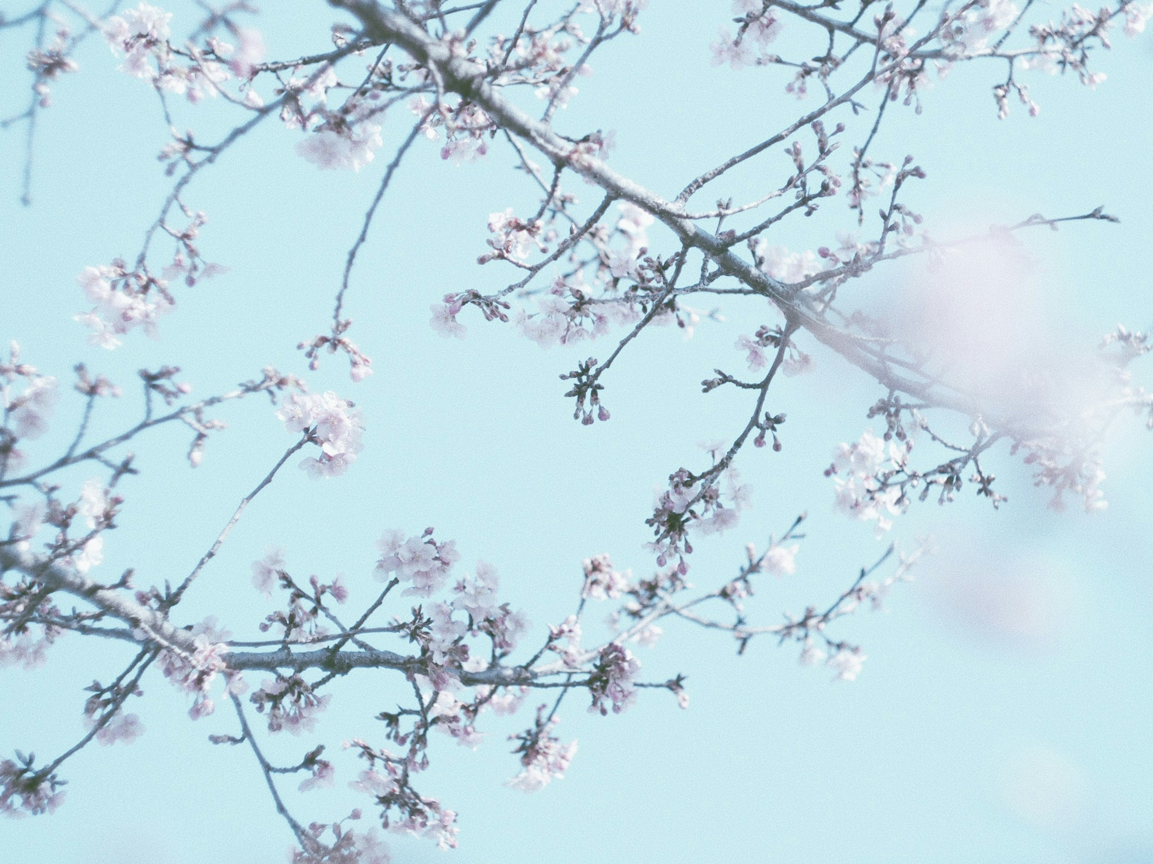 Bella scena di fiori di ciliegio e rami contro un cielo blu