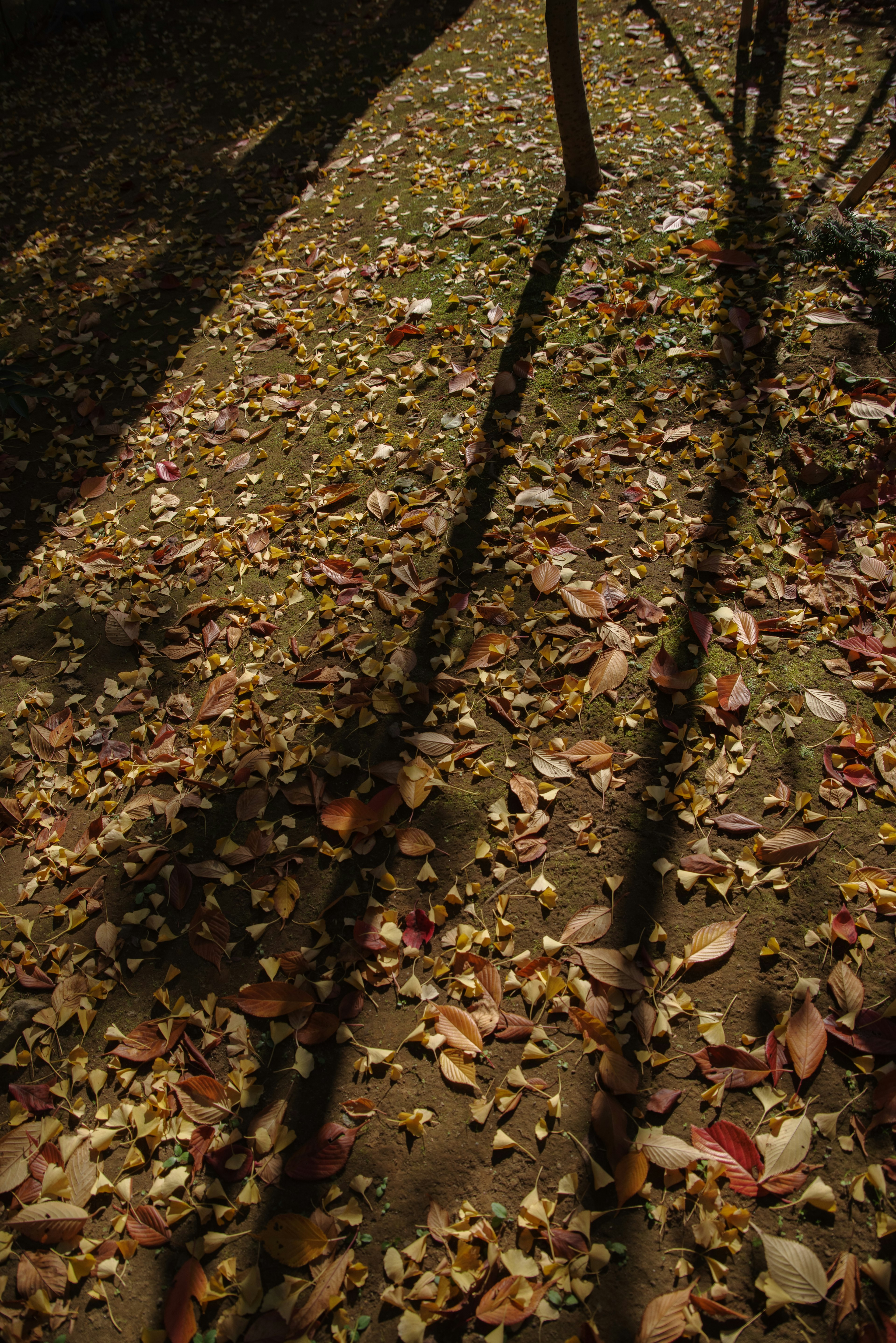 Ground covered with fallen leaves and shadows of trees