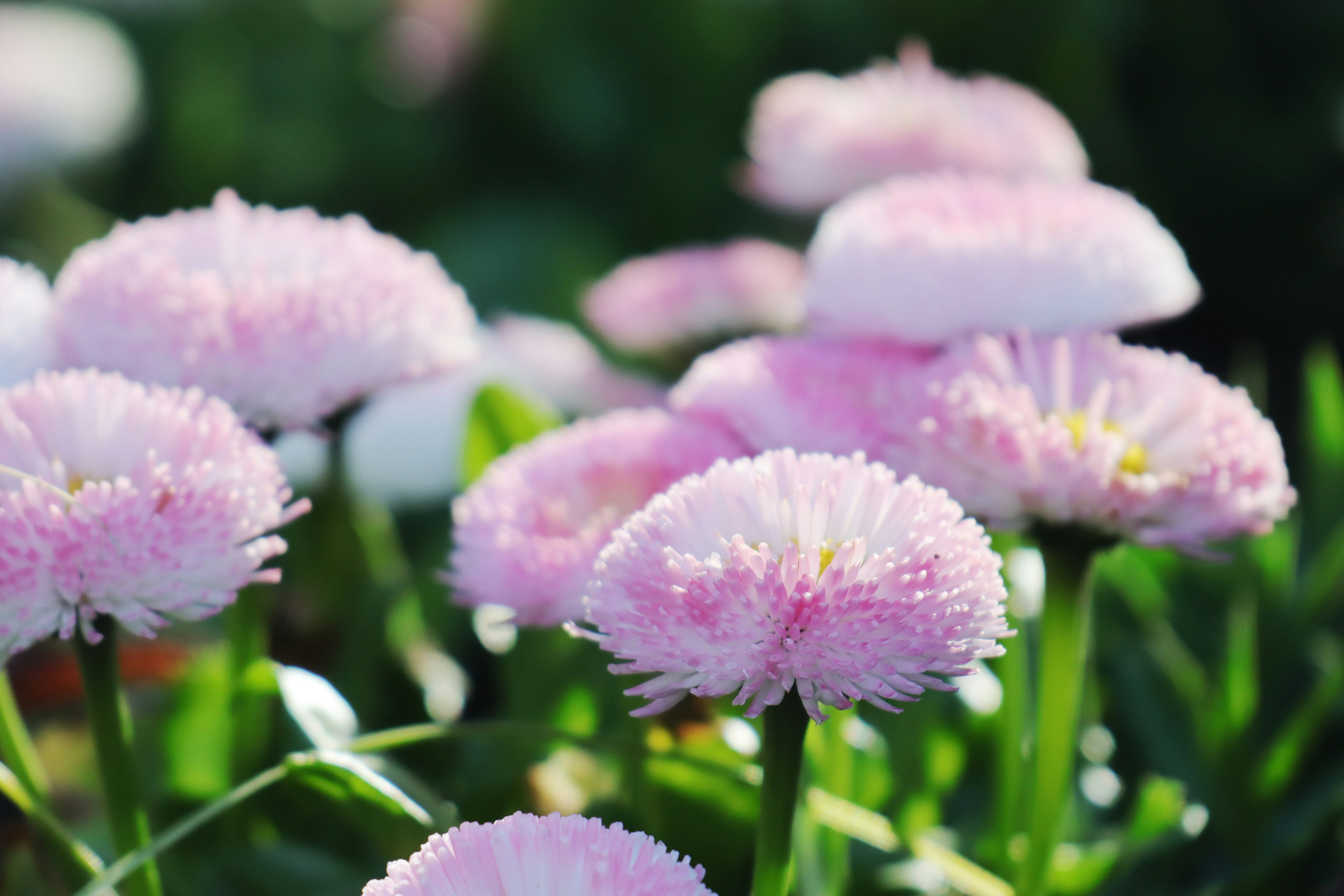 盛開的粉色花朵的花園場景