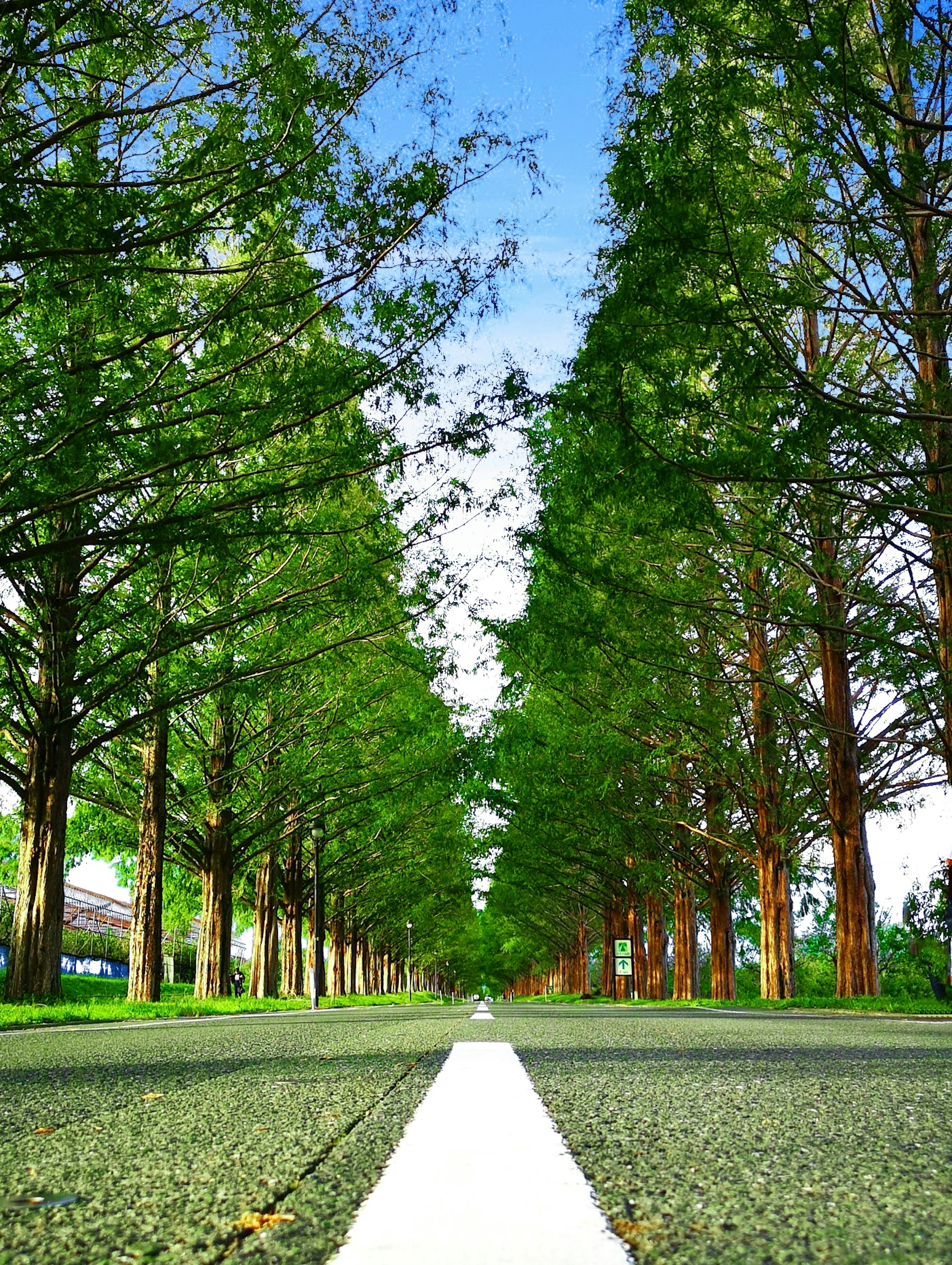 Scenic view of a tree-lined road with green trees