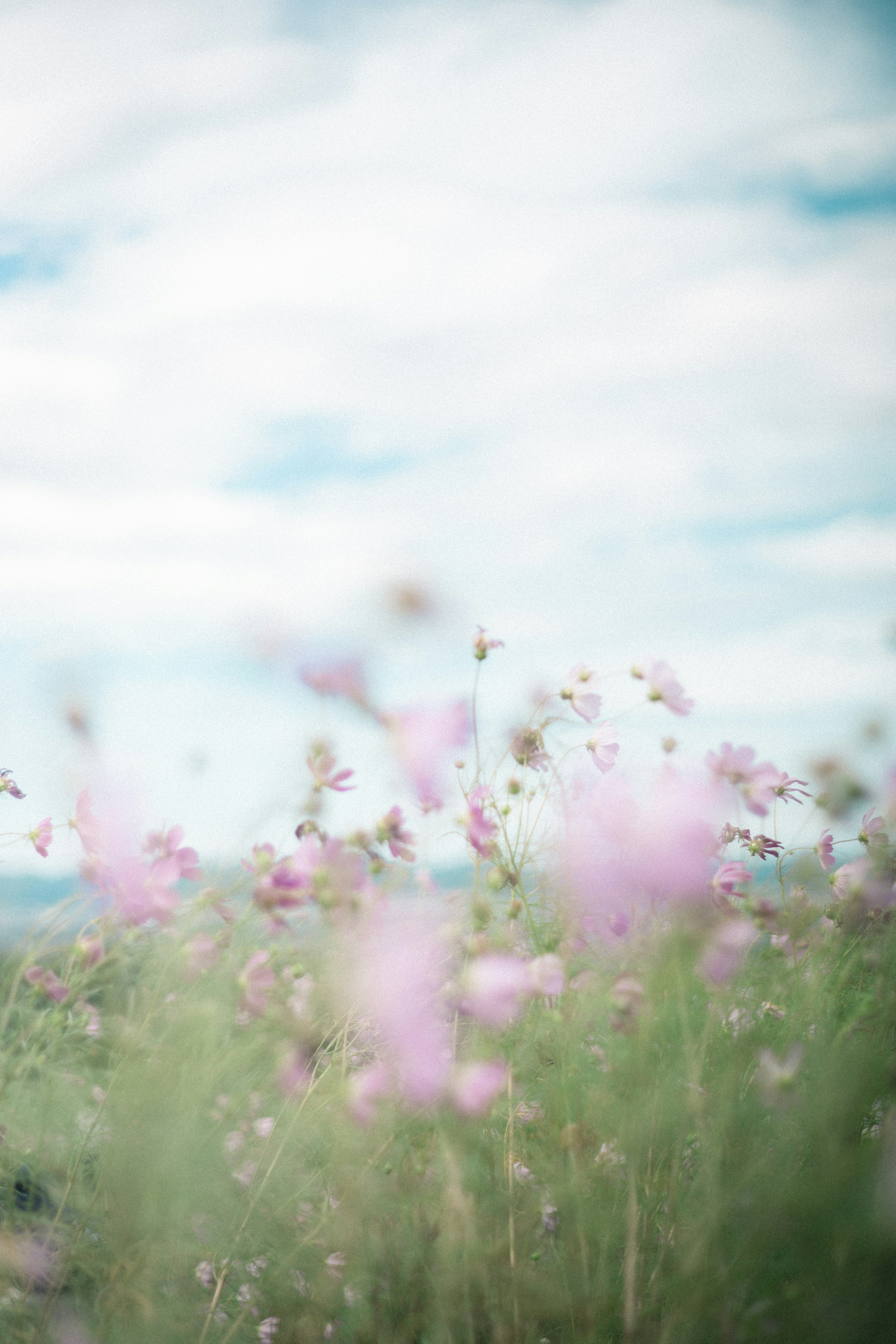 Blurry flowers with a blue sky background