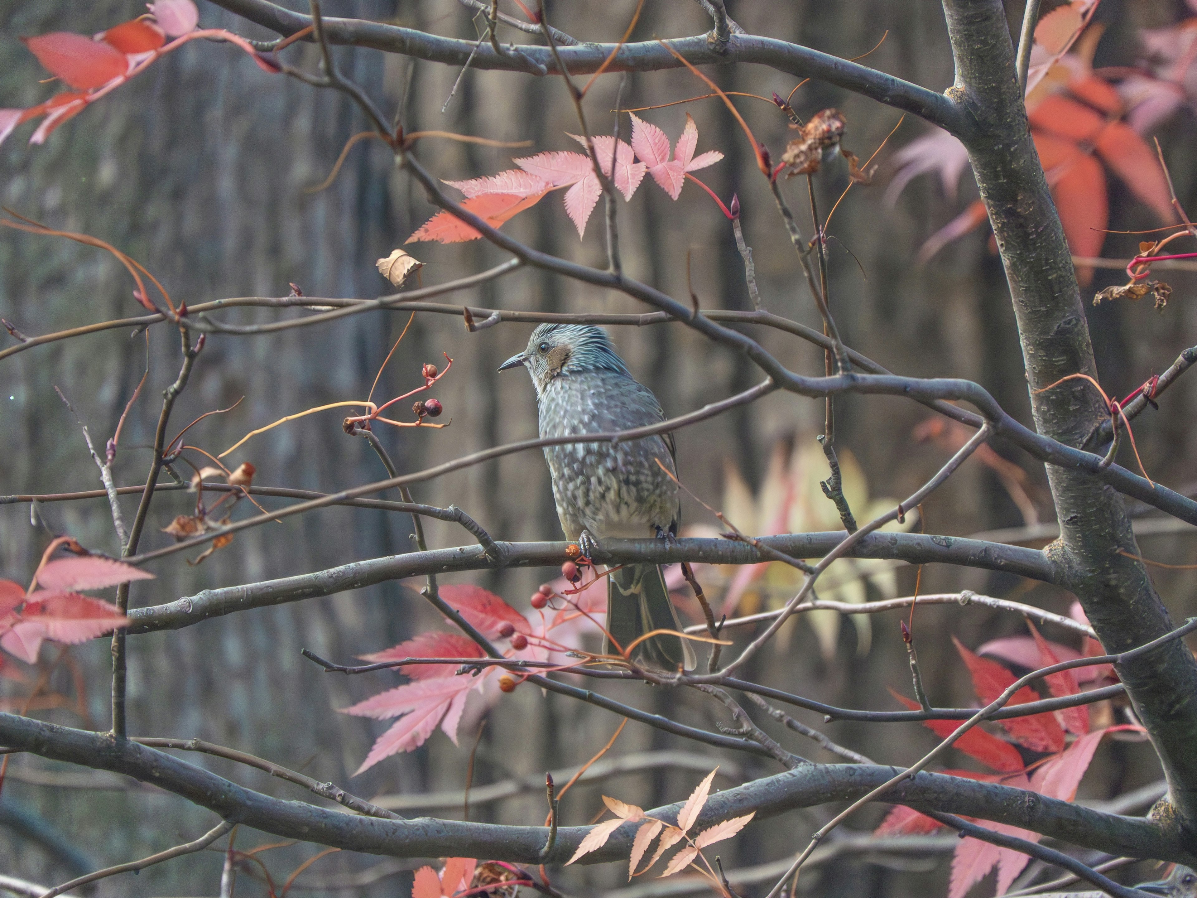 Un oiseau bleu perché sur des branches avec des feuilles rouges