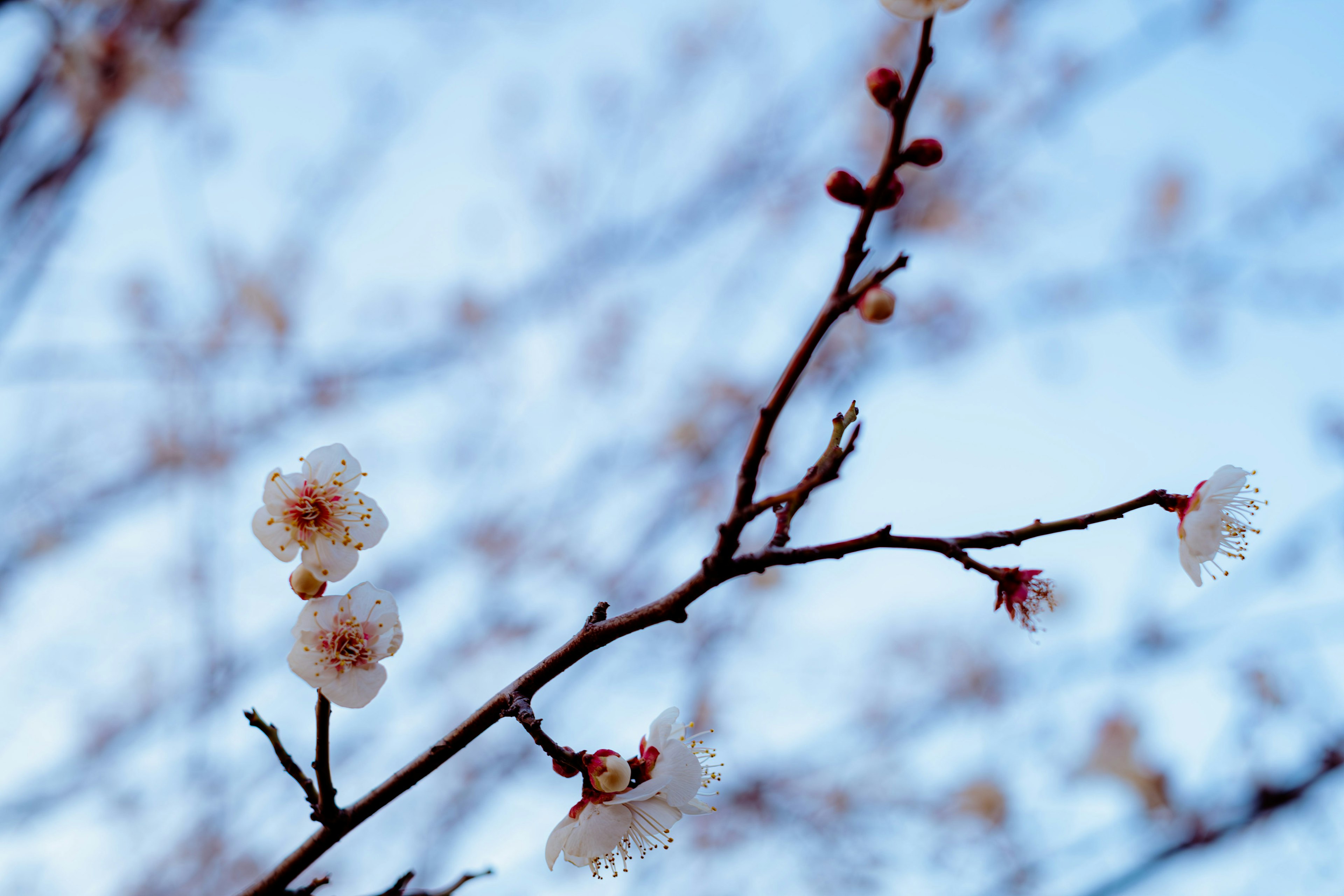 青空を背景にした梅の花と枝のクローズアップ