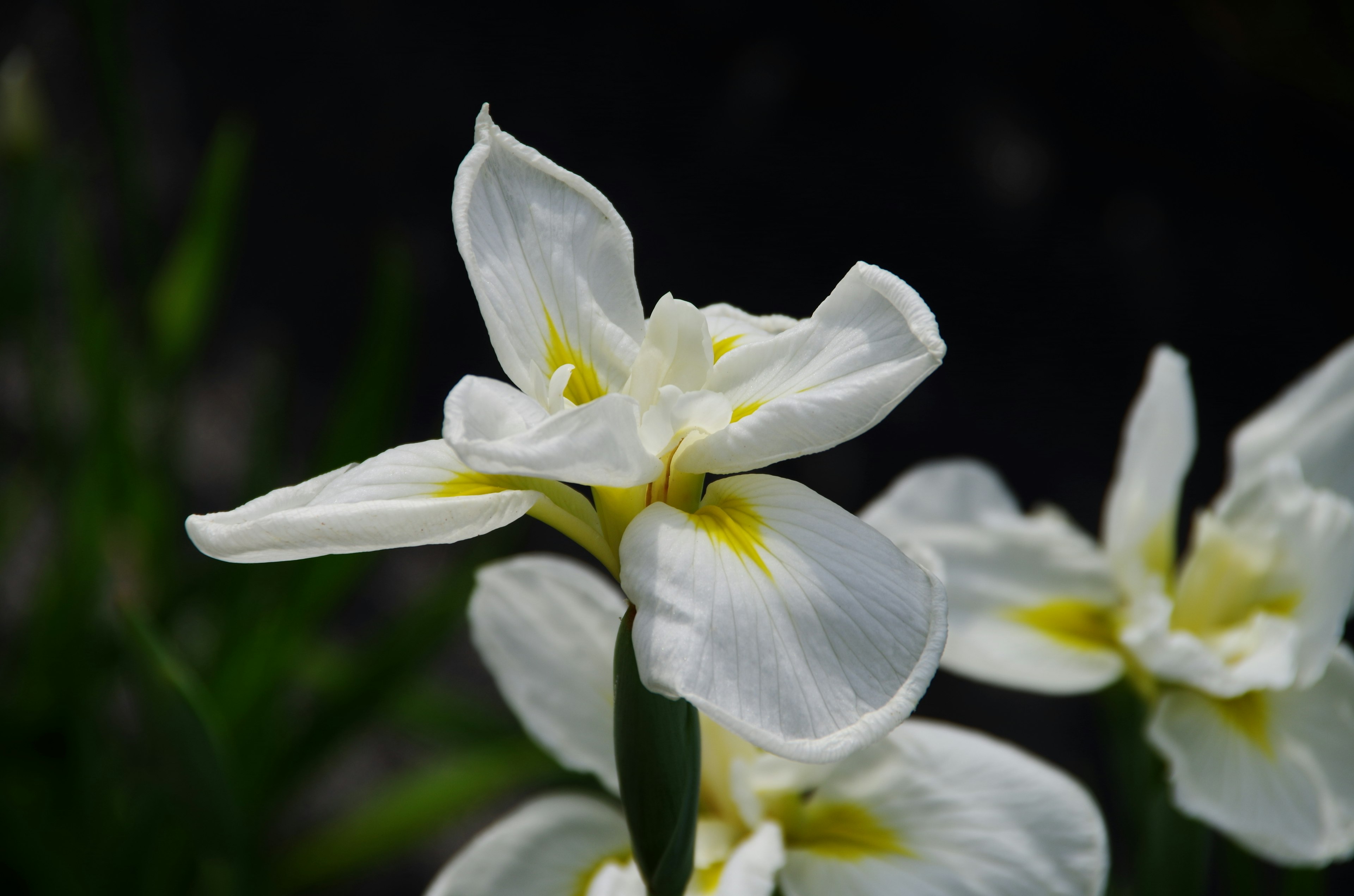 Close-up of a beautiful white iris flower with yellow accents