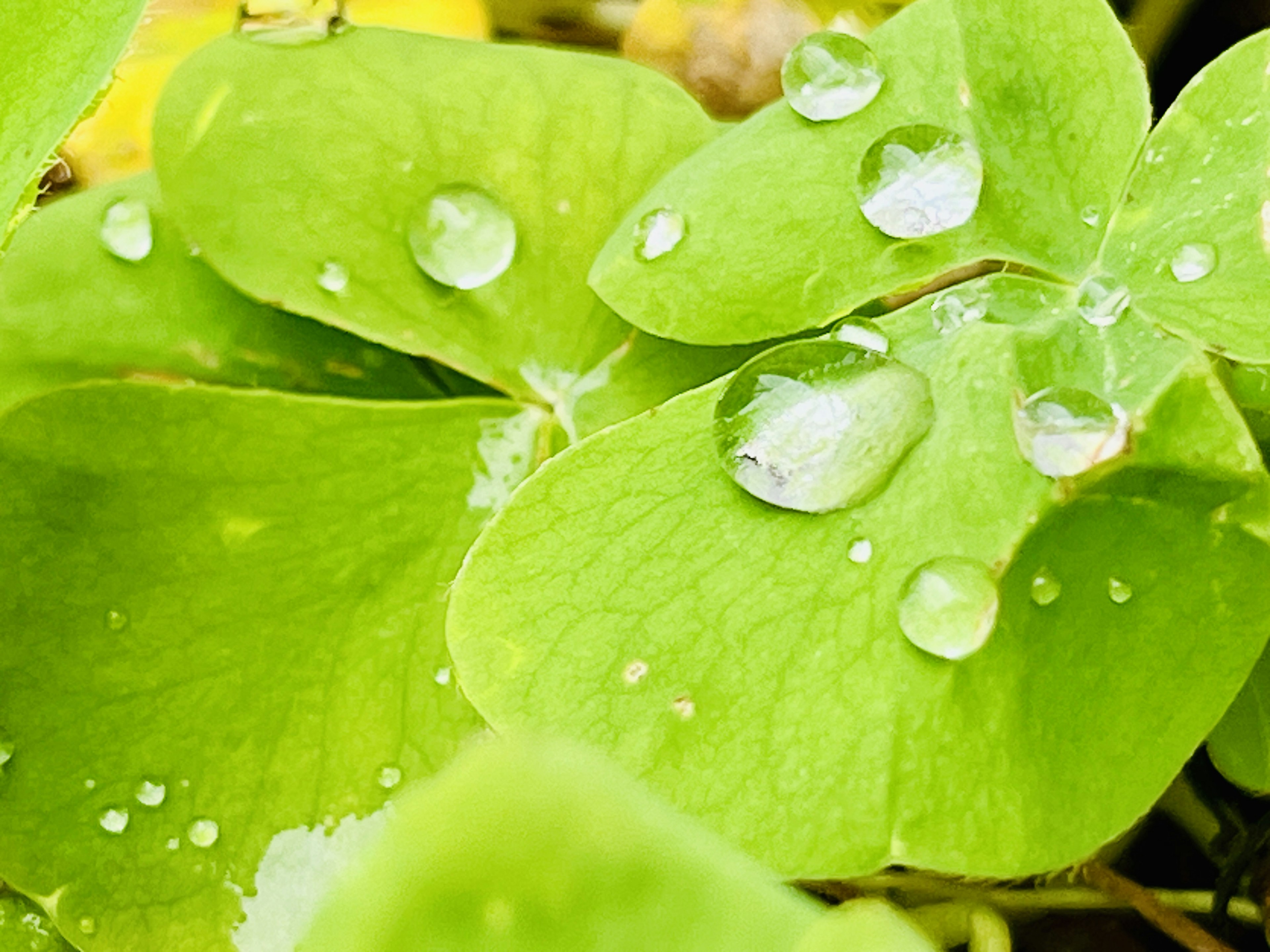 Close-up image of green leaves with water droplets