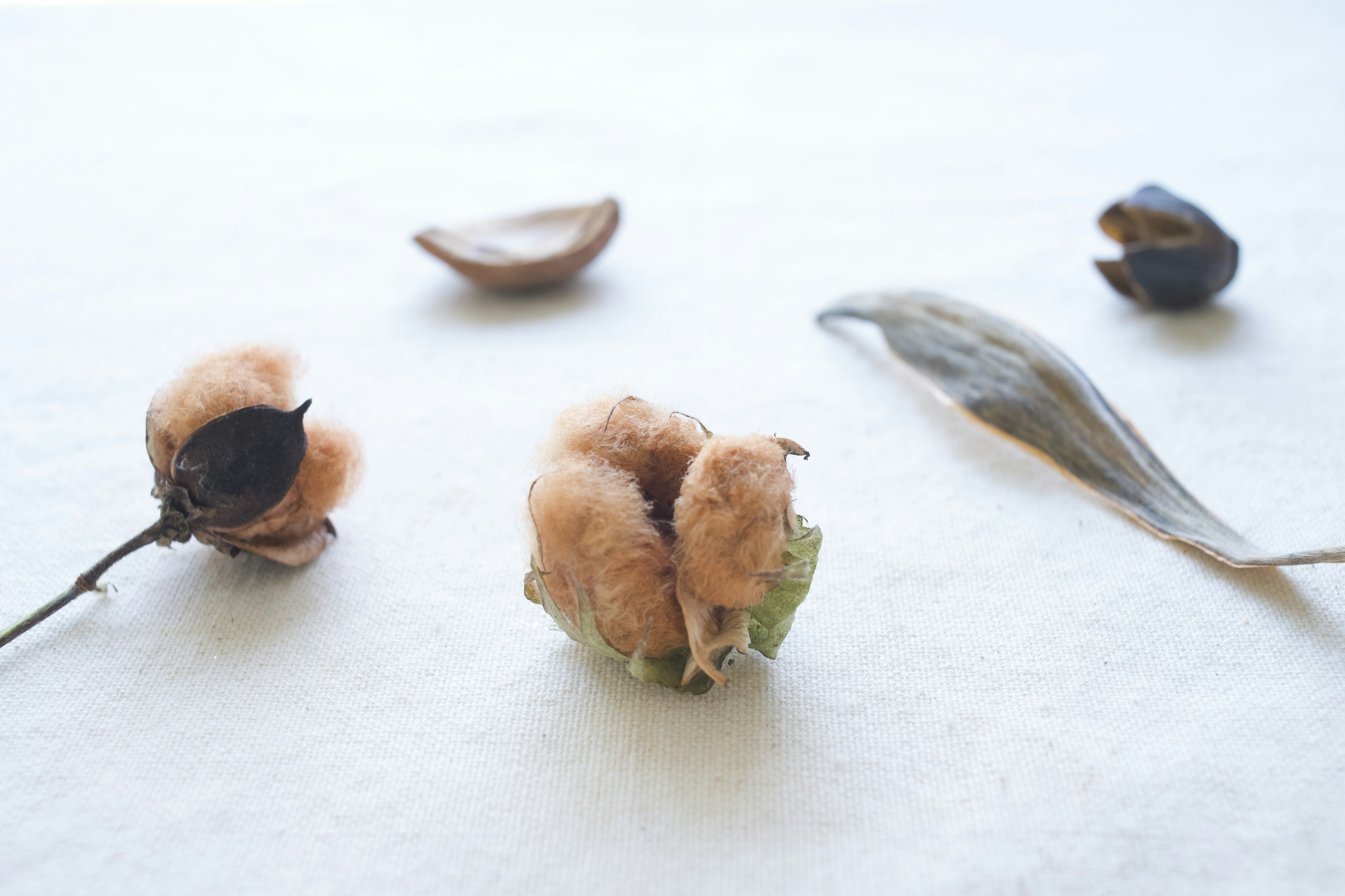 Still life photo of natural cotton balls and seeds