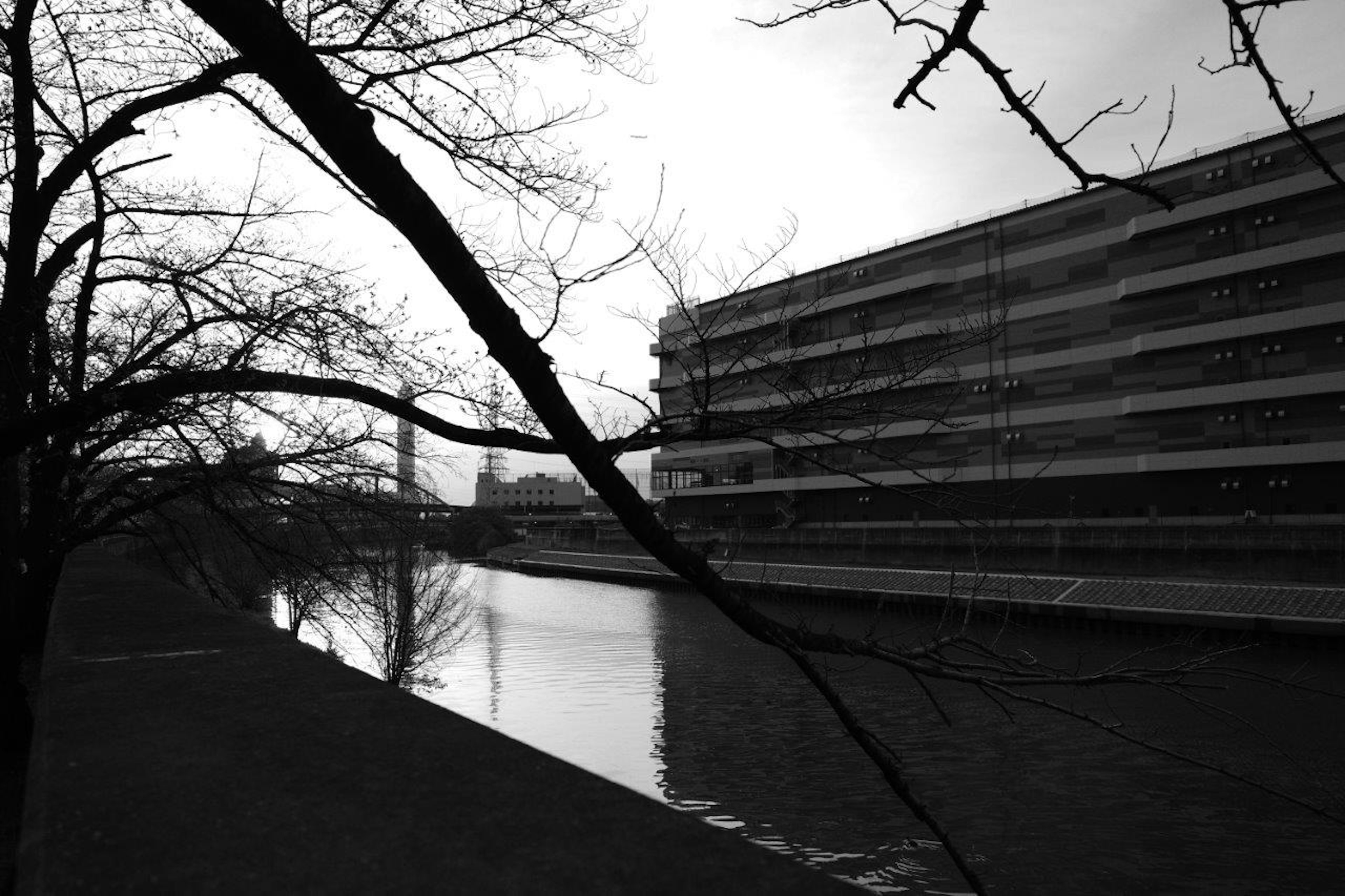 白黒の風景写真に映る川と建物 bare tree branches and a modern building