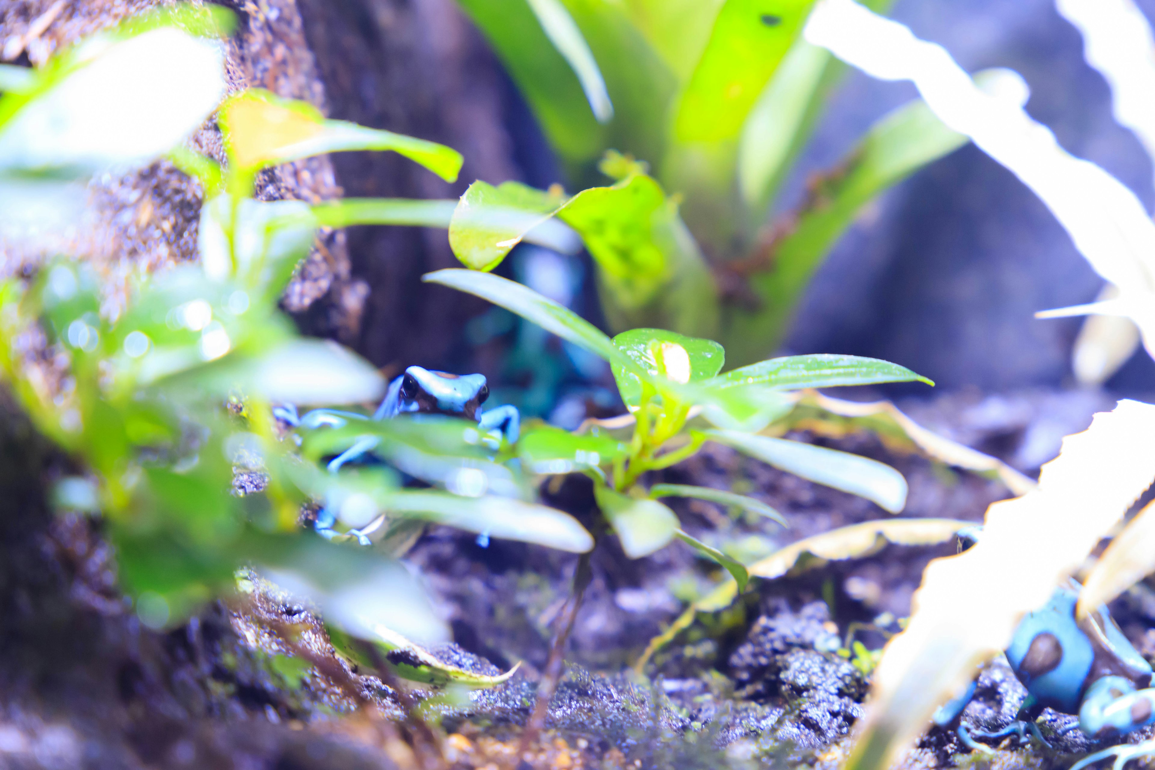 Blue poison dart frogs hiding among tropical plants