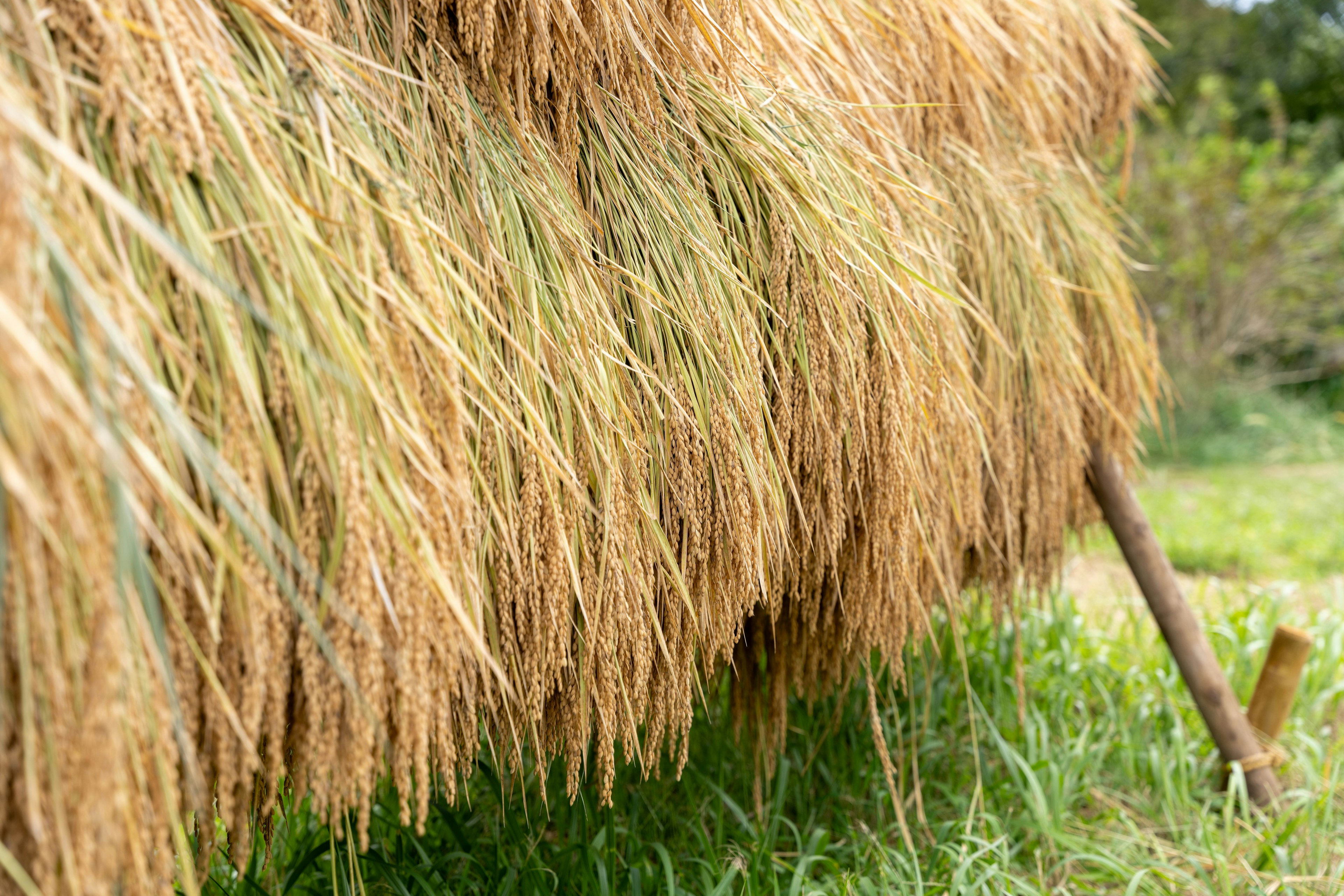 Eine Nahaufnahme von Reisstängeln, die herabhängen, mit üppigem grünem Gras darunter