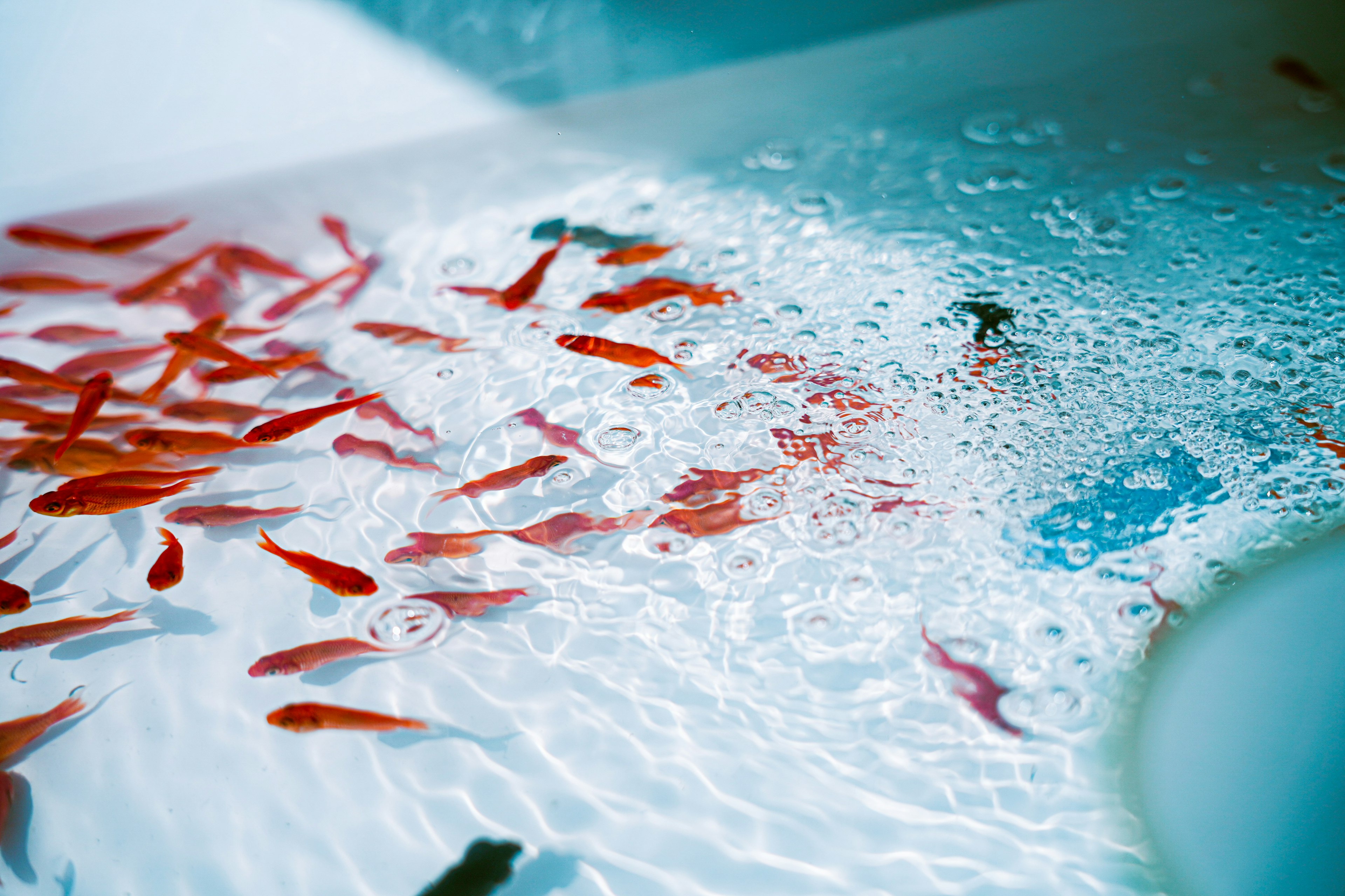 A school of red fish swimming in clear water with bubbles