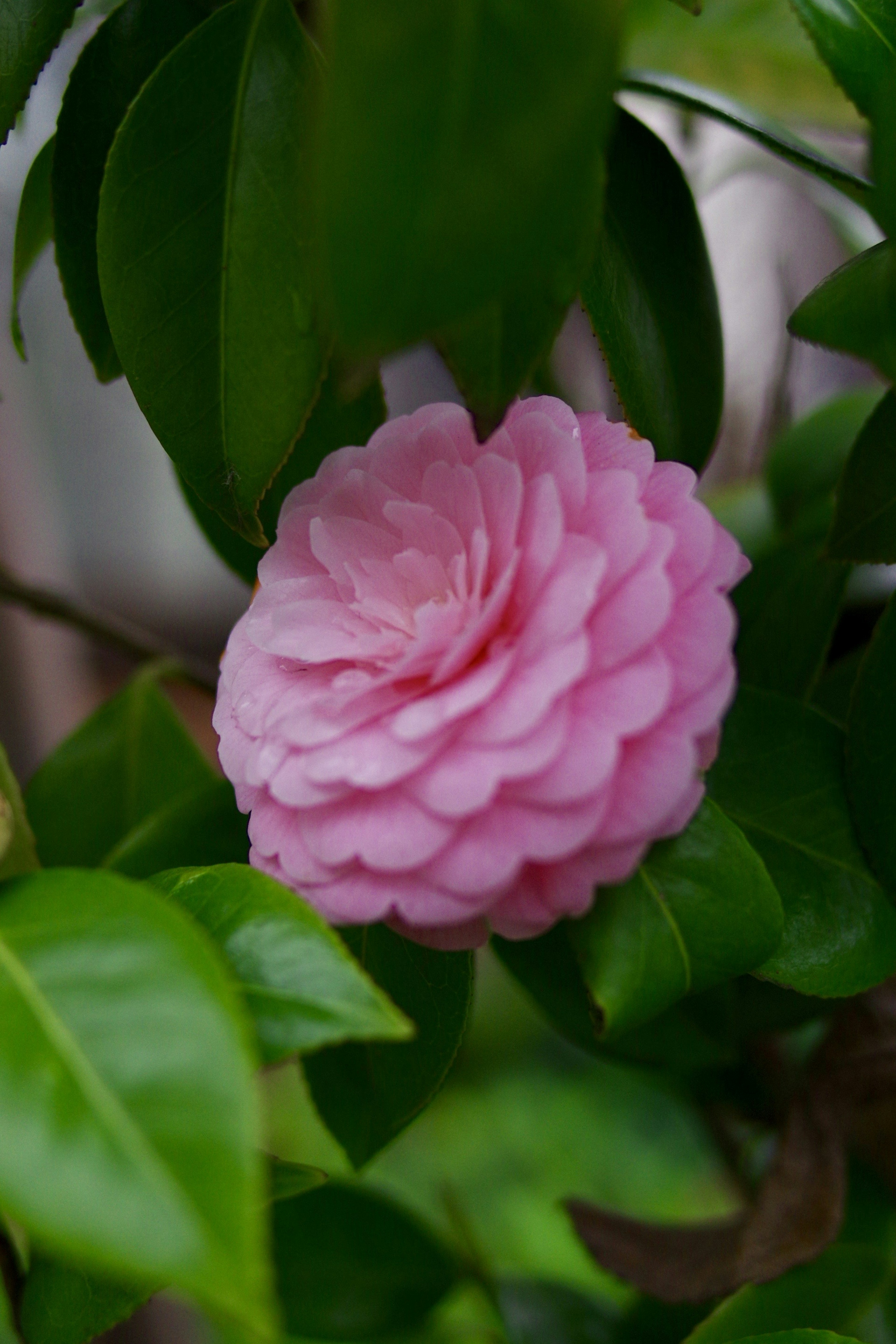 Eine schöne rosa Kamellienblüte umgeben von grünen Blättern