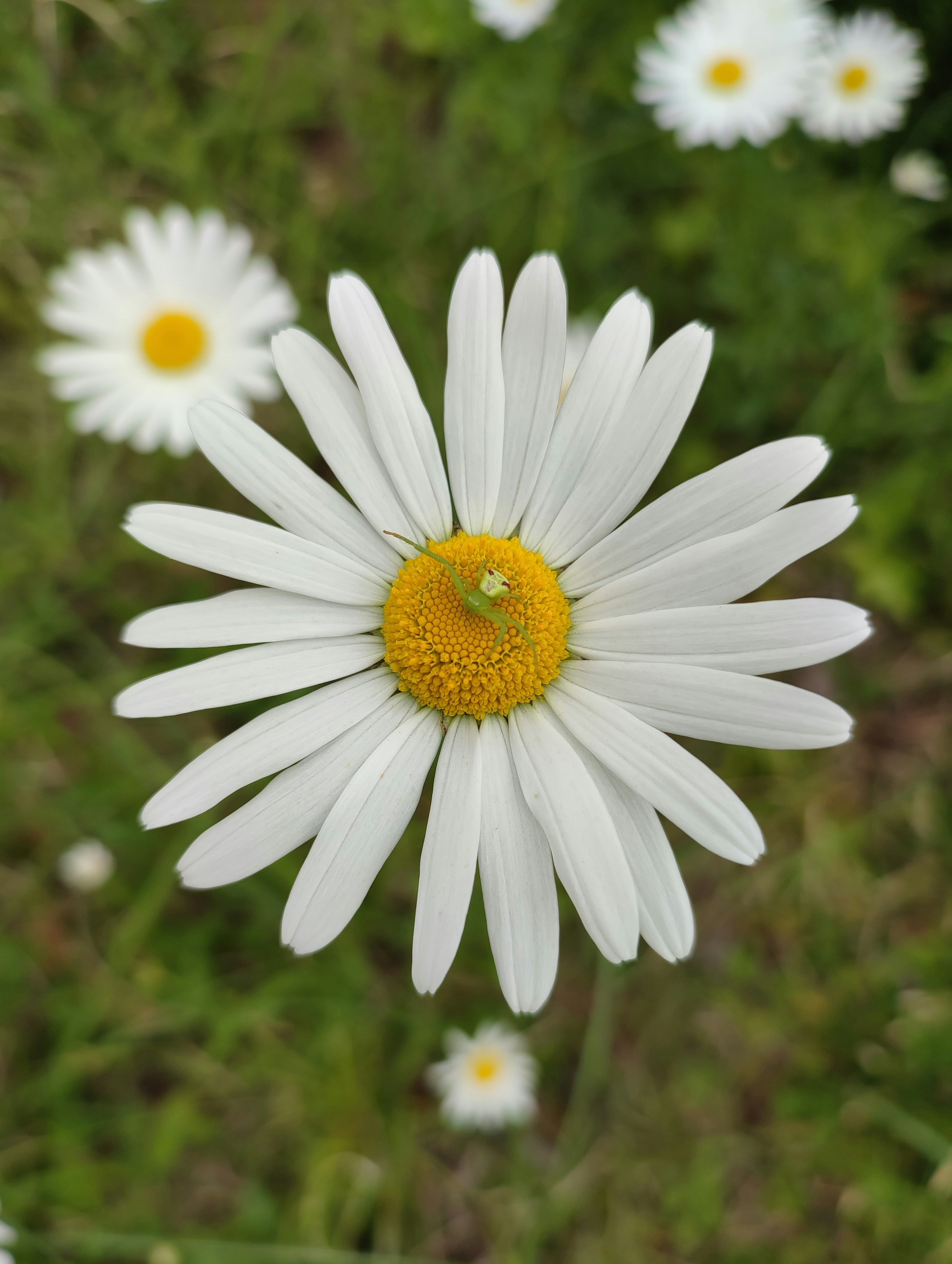 Große Gänseblümchen mit weißen Blütenblättern und gelbem Zentrum