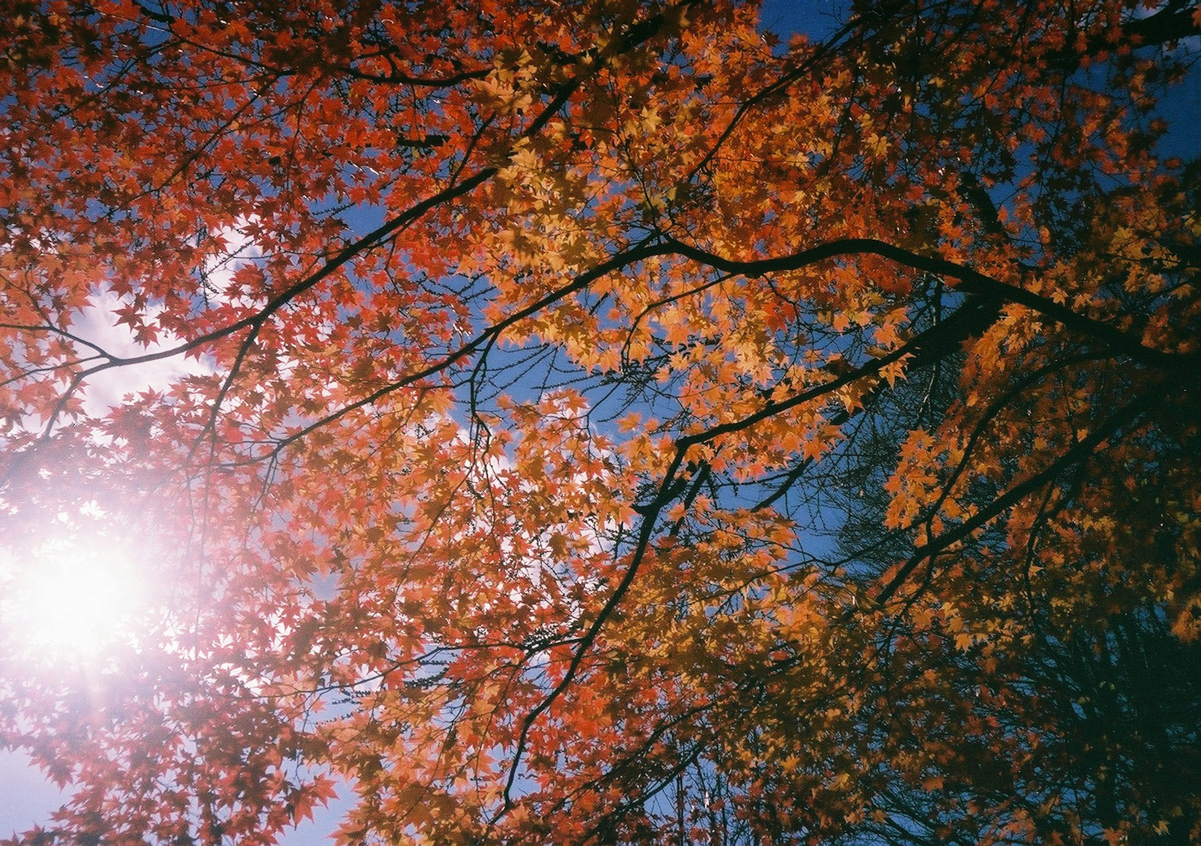 秋の紅葉が輝く木の枝と青空の下に太陽の光が差し込む風景