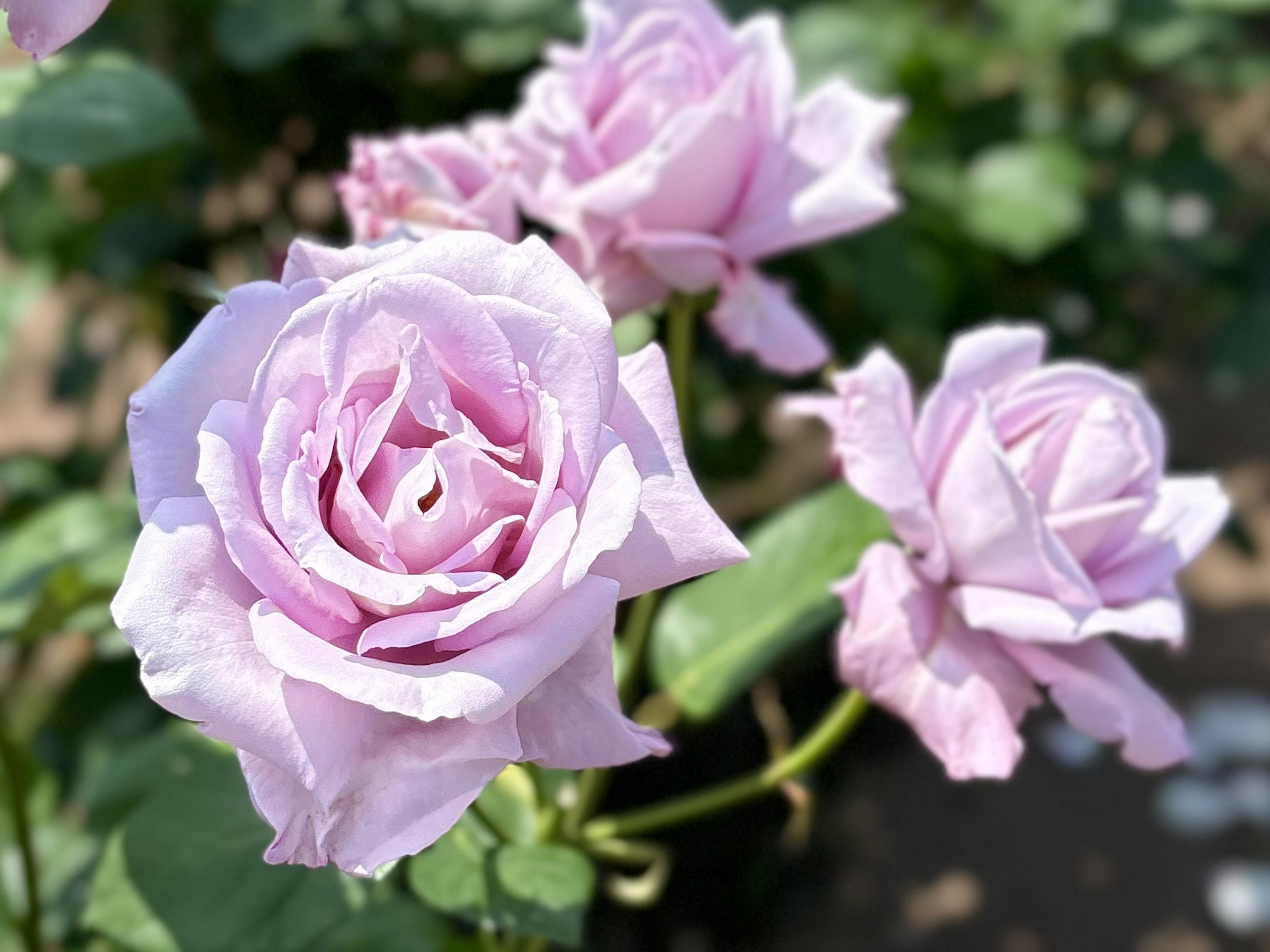 Rosas moradas claras en flor con hojas verdes exuberantes