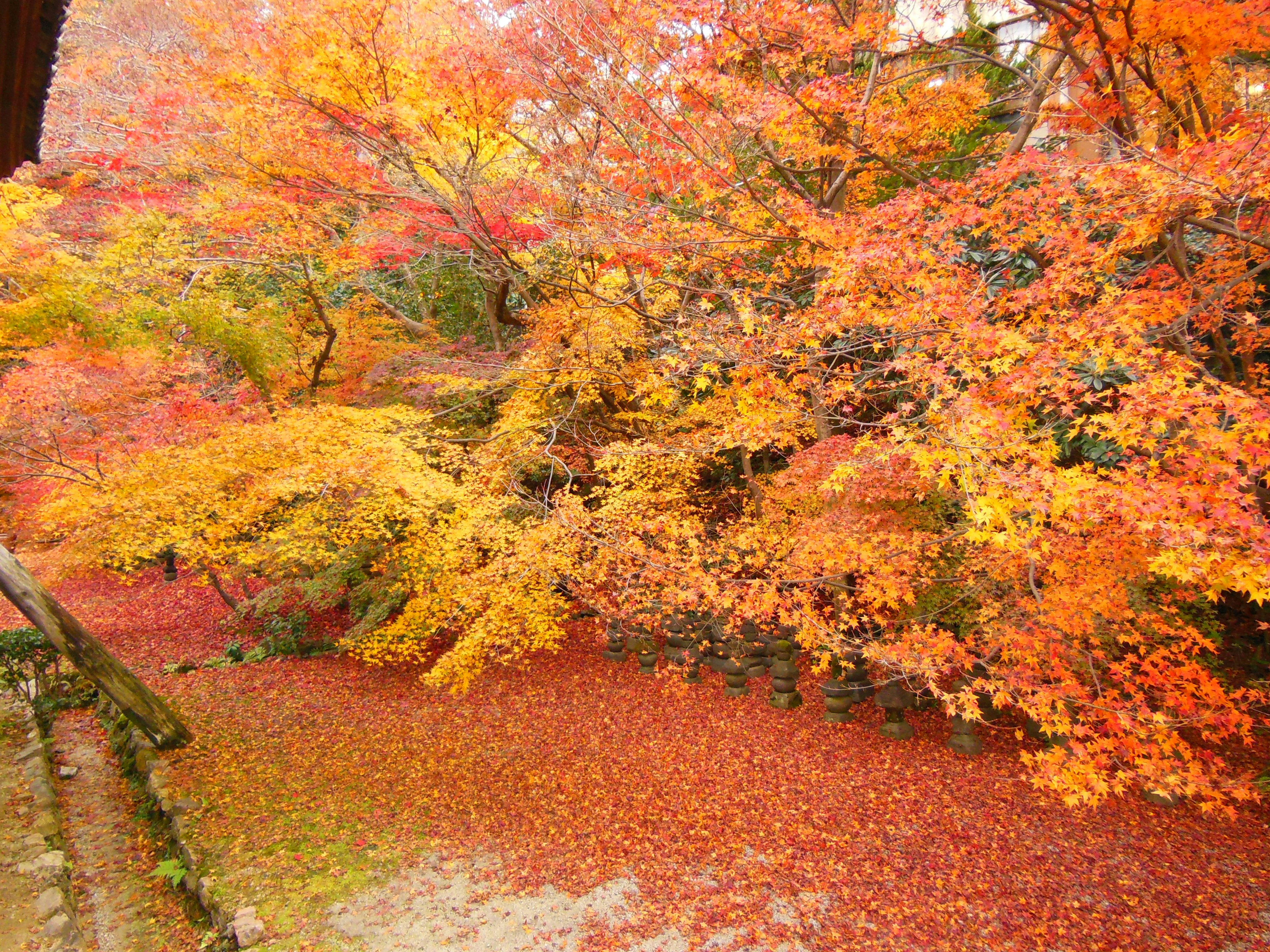 Vibrant autumn foliage with red and orange leaves covering the ground