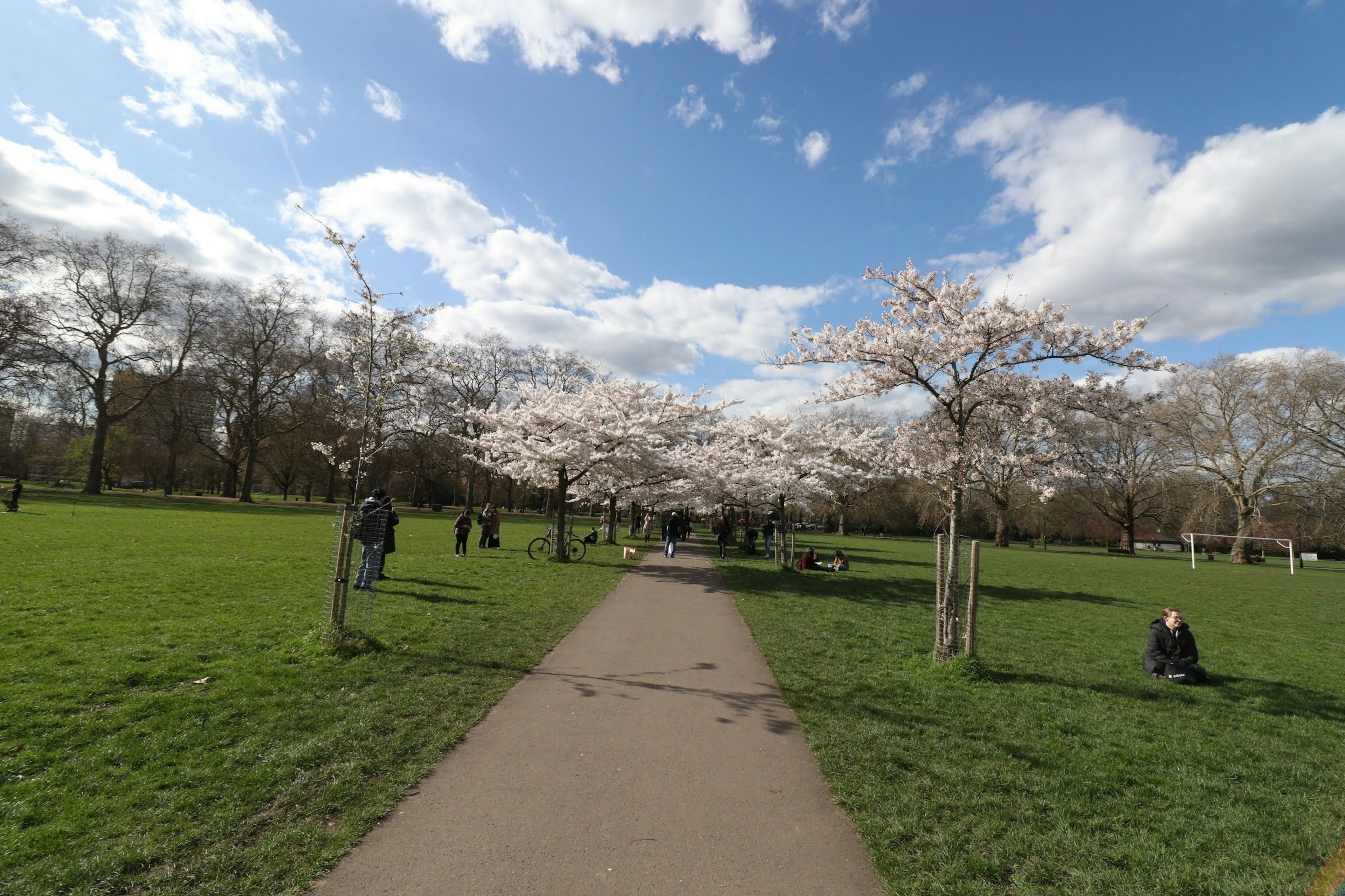 公園の緑の草地に咲く桜の木と青空の下の散歩道